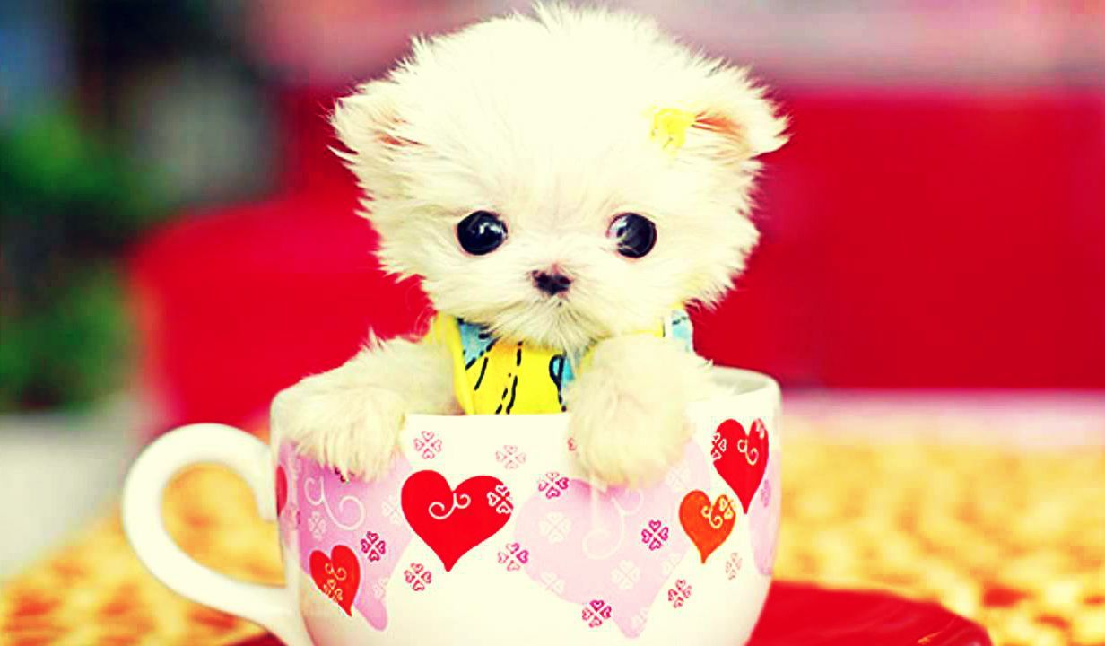 Pin By Veronica On ♥Wallpaper Fondos HD Cute. Cute Animals, Cute Little Puppies, Cute Dogs