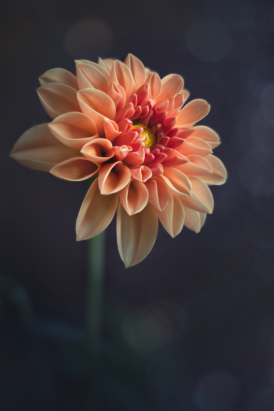 Simply Beauty world's largest, free to use, paid per view, image sha. Pretty flowers photography, Best flower wallpaper, Flower phone wallpaper