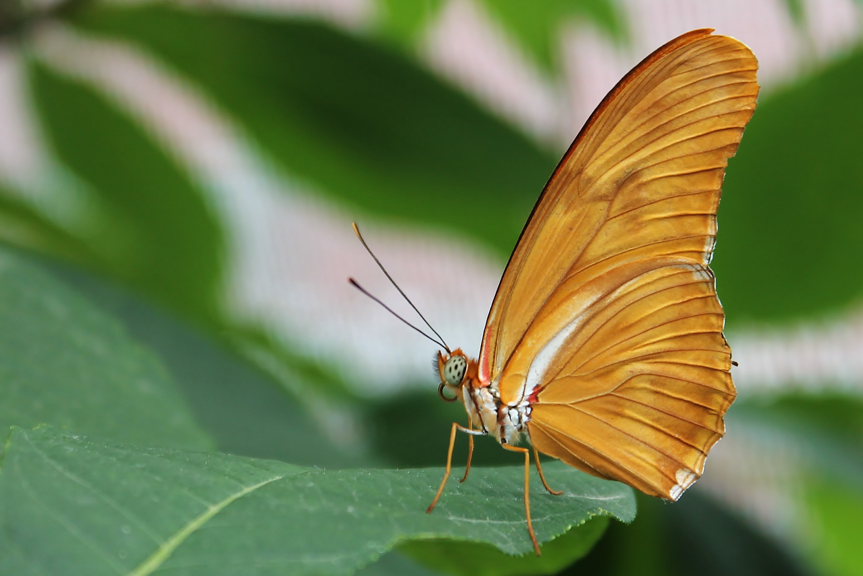 Wallpaper, park, wild, flower, macro, nature, beauty, Canon, butterfly, bug, wings, butterflies, nationalgeographic, butterflyhouse, flyinginsect, simplybeautiful, naturebeauty, dazzlingshots, dlphotography, dandlphotography 2848x1902