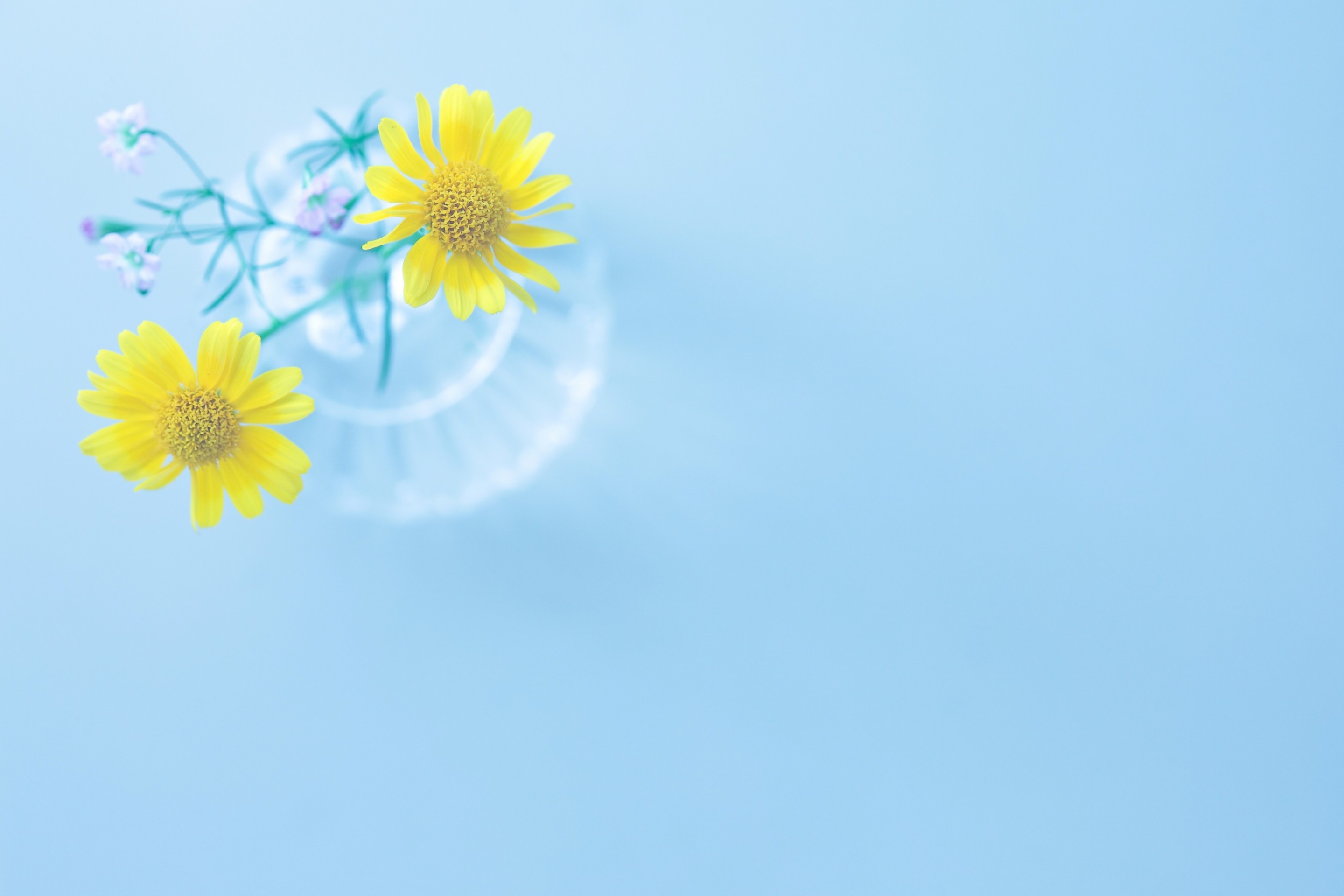 Yellow Daisies In Vase Wallpaper for Sony Xperia Z2 Tablet