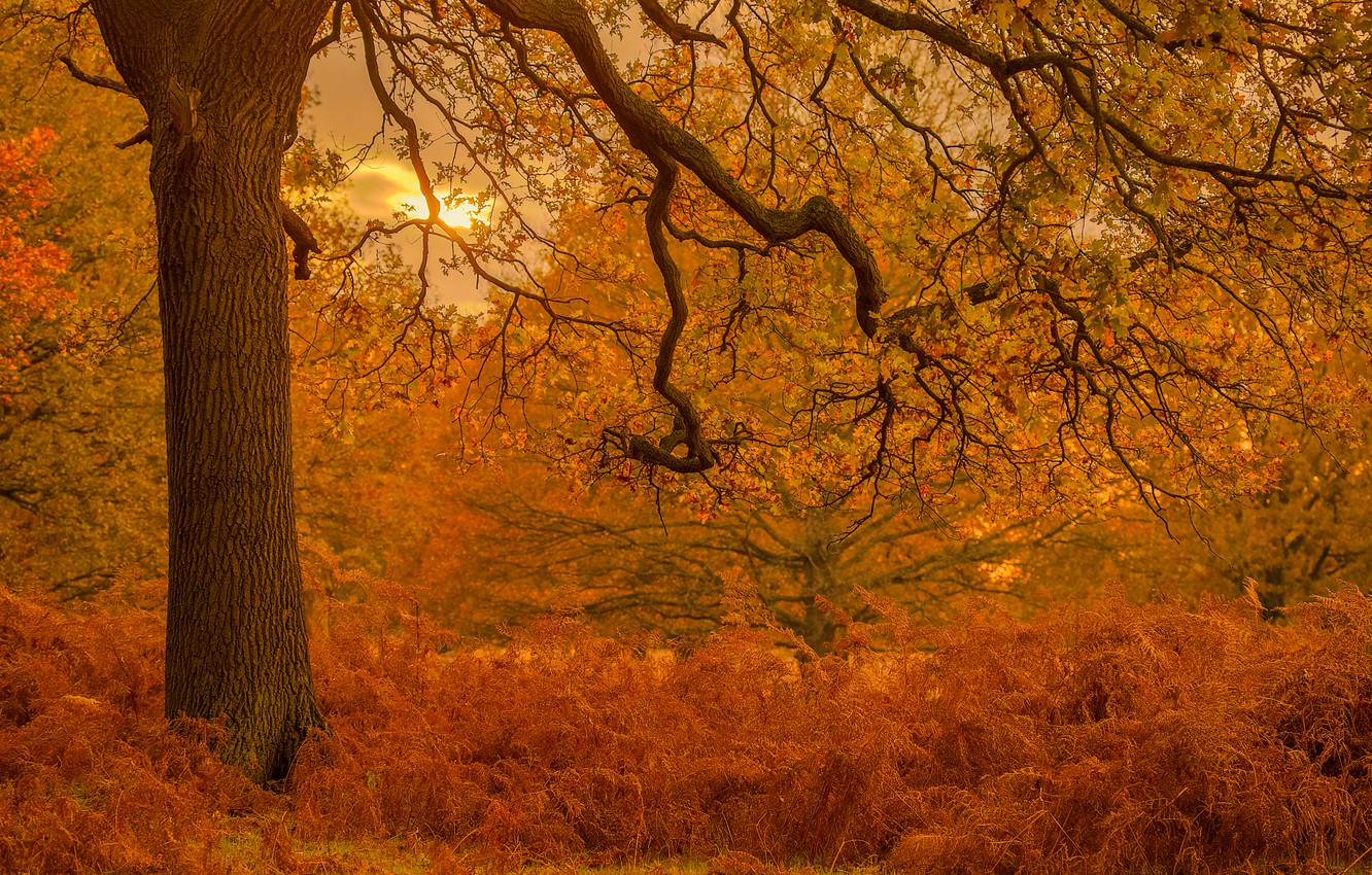 Wallpaper autumn, trees, Park, England, London, fern, oak, London, England, Richmond Park, Richmond Park, London Borough of Richmond upon Thames, Richmond upon Thames image for desktop, section пейзажи
