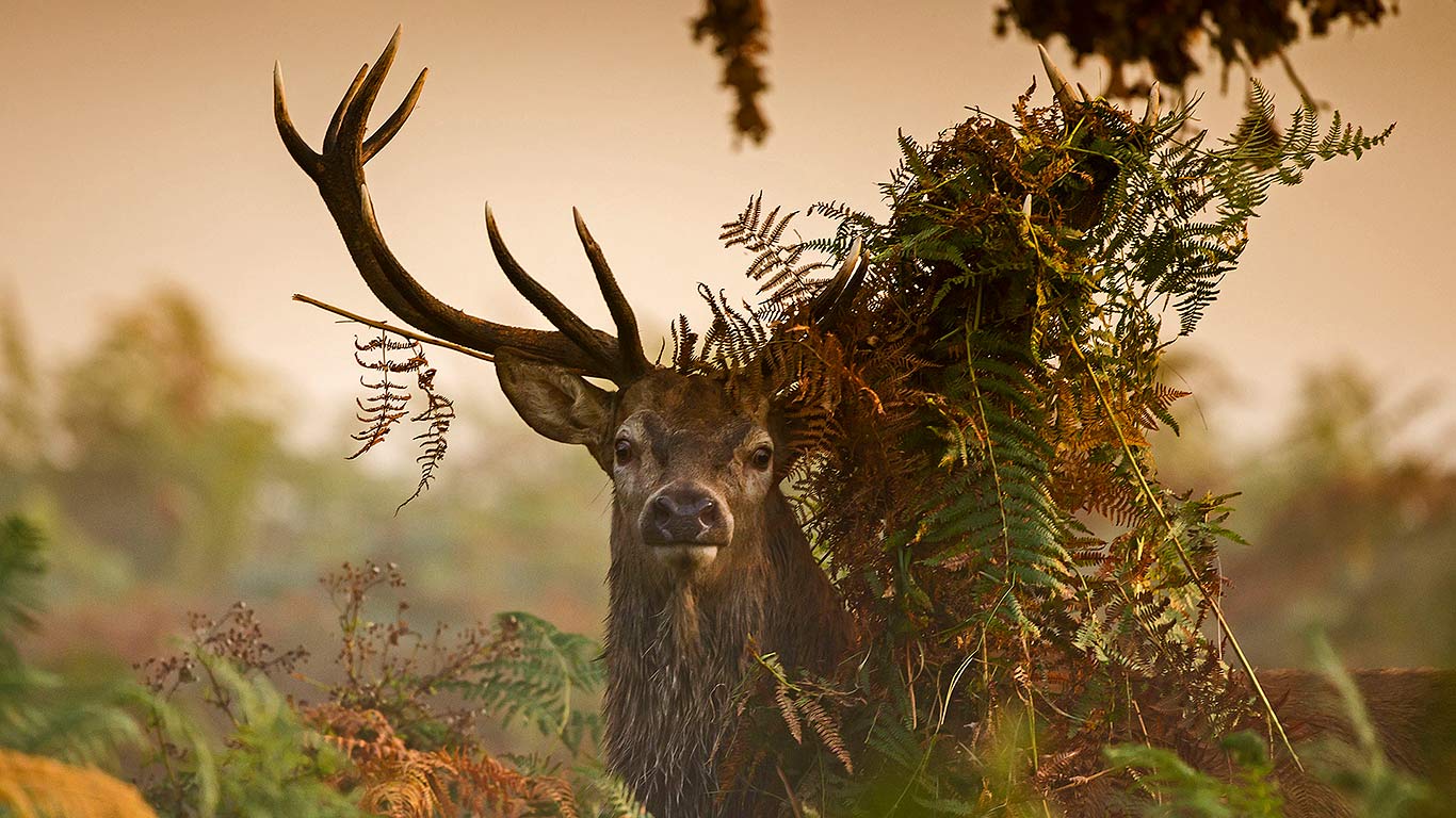 A Male Red Deer In London's Richmond Park, England