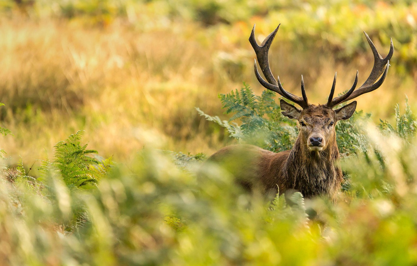Wallpaper London, horns, Richmond Park, red deer image for desktop, section животные