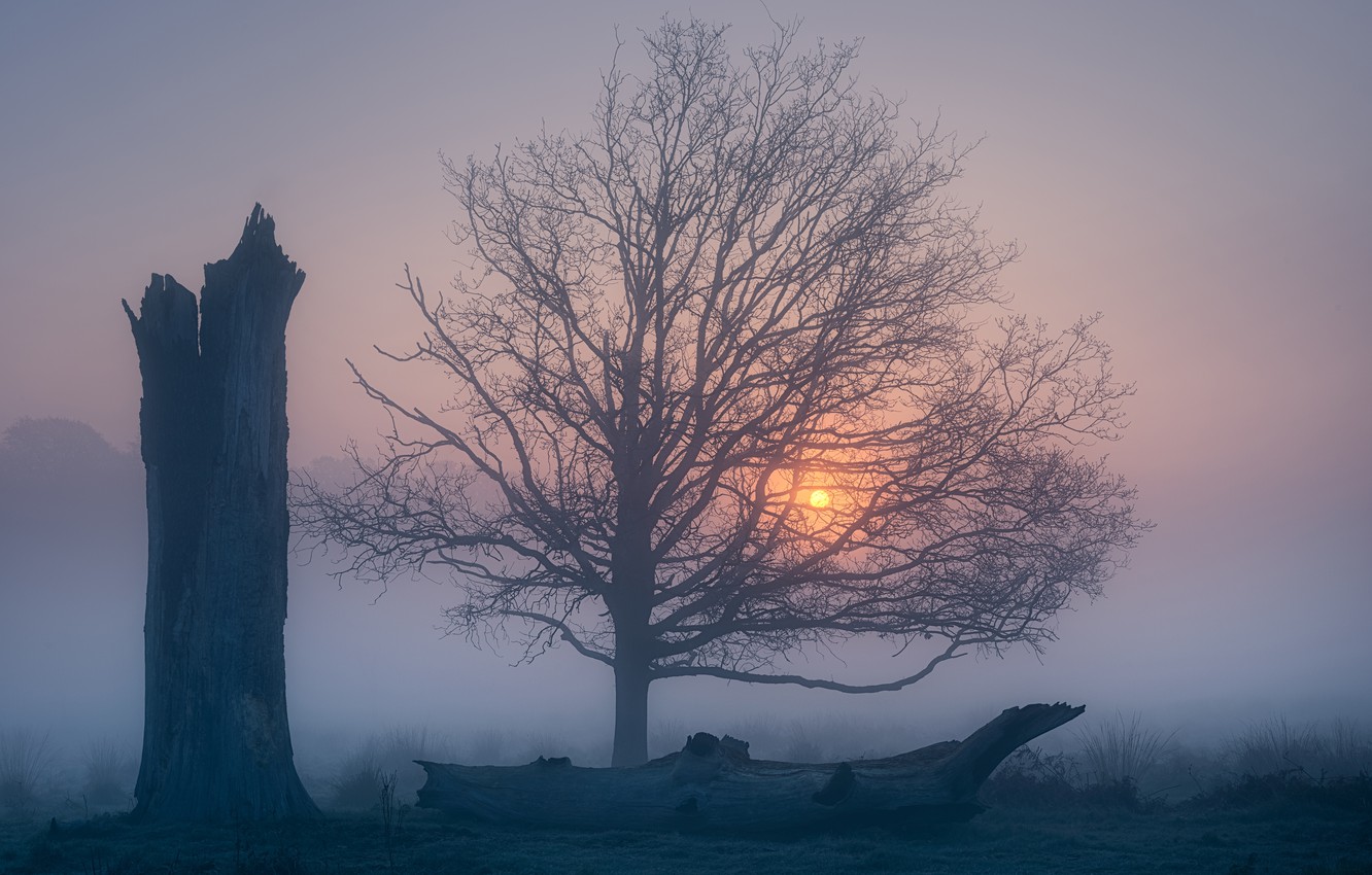 Wallpaper fog, tree, dawn, England, morning, England, Richmond Park, Richmond Park, Greater London, Greater London image for desktop, section природа