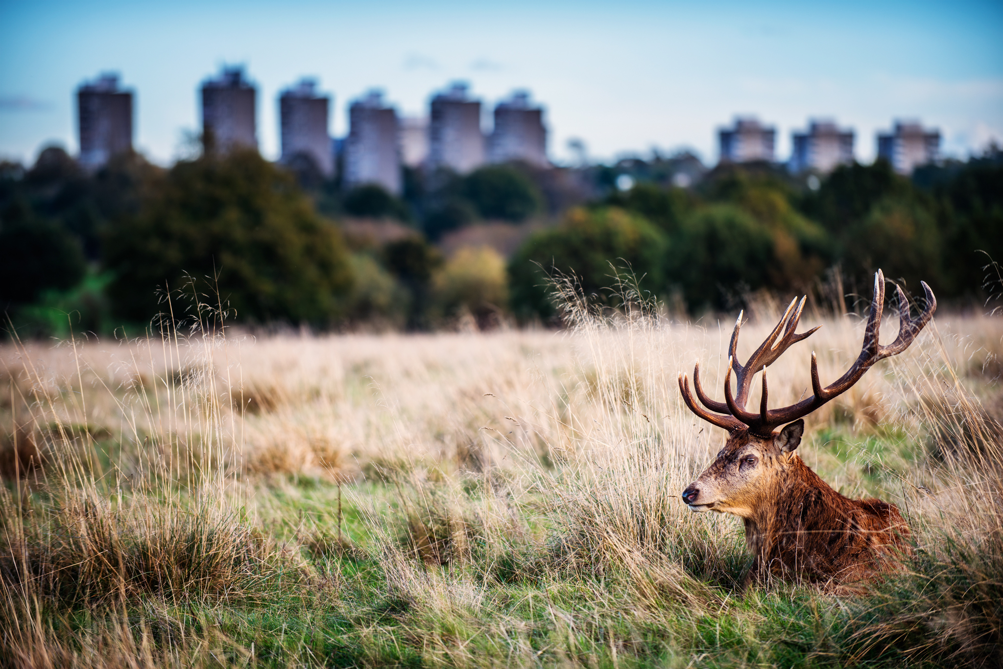 Wallpaper, trees, landscape, London, deer, sky, field, horns, wildlife, national park, Nikon, wilderness, antlers, tree, f28, 70200, ii, grassland, wild, d810, pasture, meadow, fauna, vr, nikond810, prairie, grasses, rural area, ecosystem