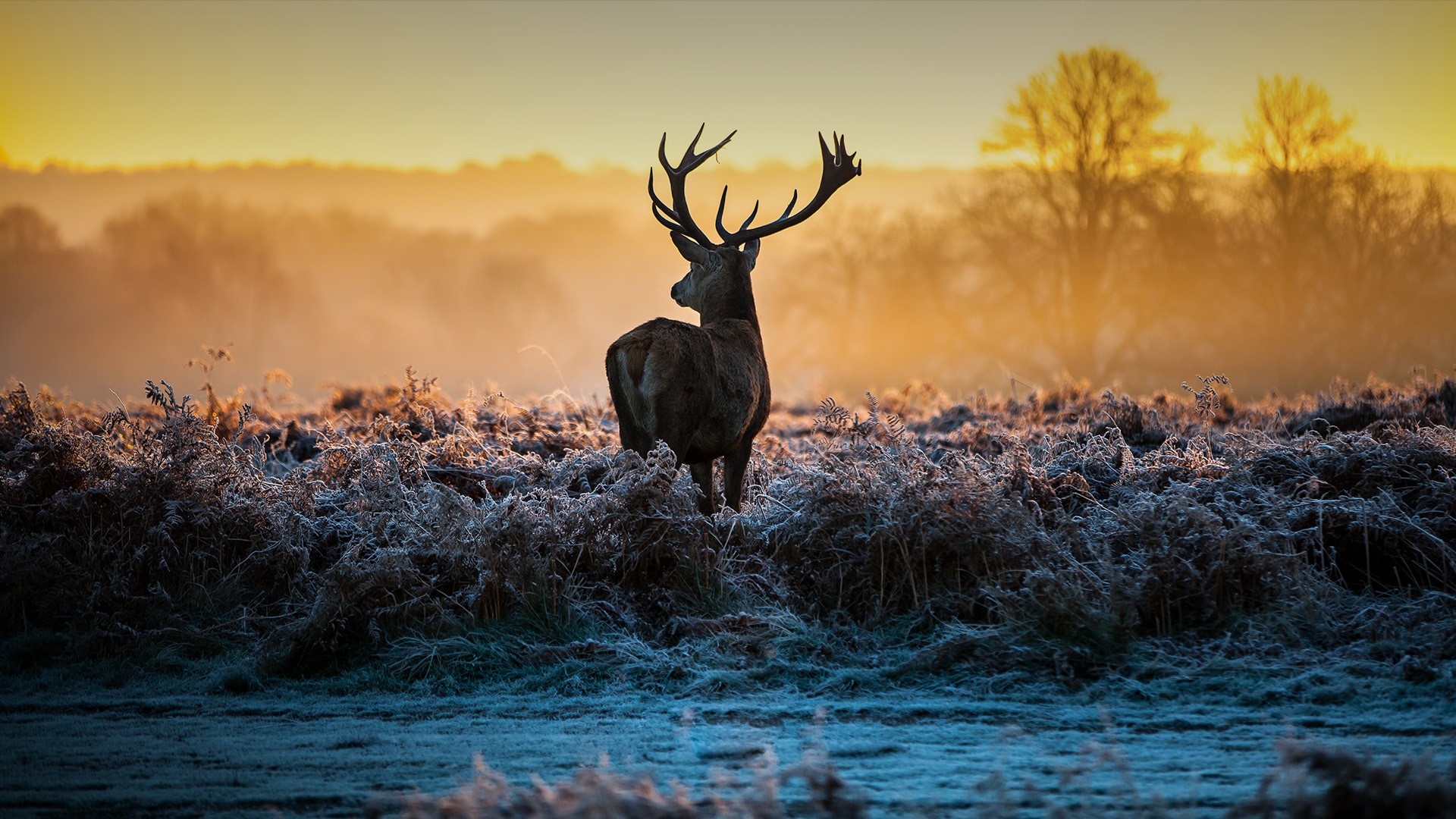 Red deer, Richmond Park, London Borough of Richmond upon Thames, England, UK. Windows 10 Spotlight Image