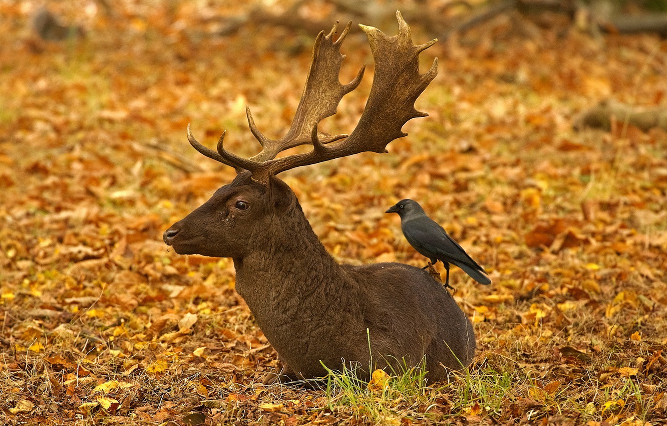 Wallpaper autumn, leaves, bird, England, London, deer, horns, Richmond Park image for desktop, section животные