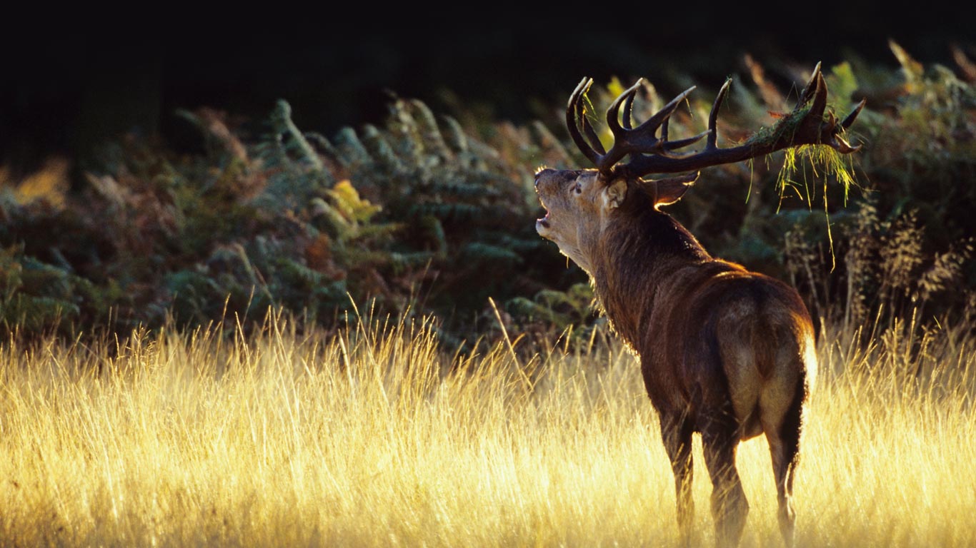 Red deer in Richmond Park, a national nature reserve and deer park in London, England wallpaper