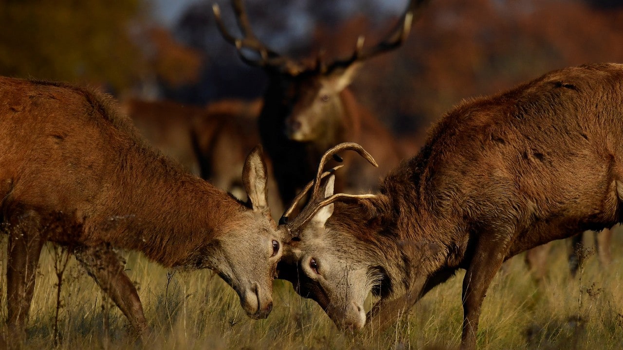 In Pics. Magnificent Deer Stag Of London's Richmond Park During Rutting Season