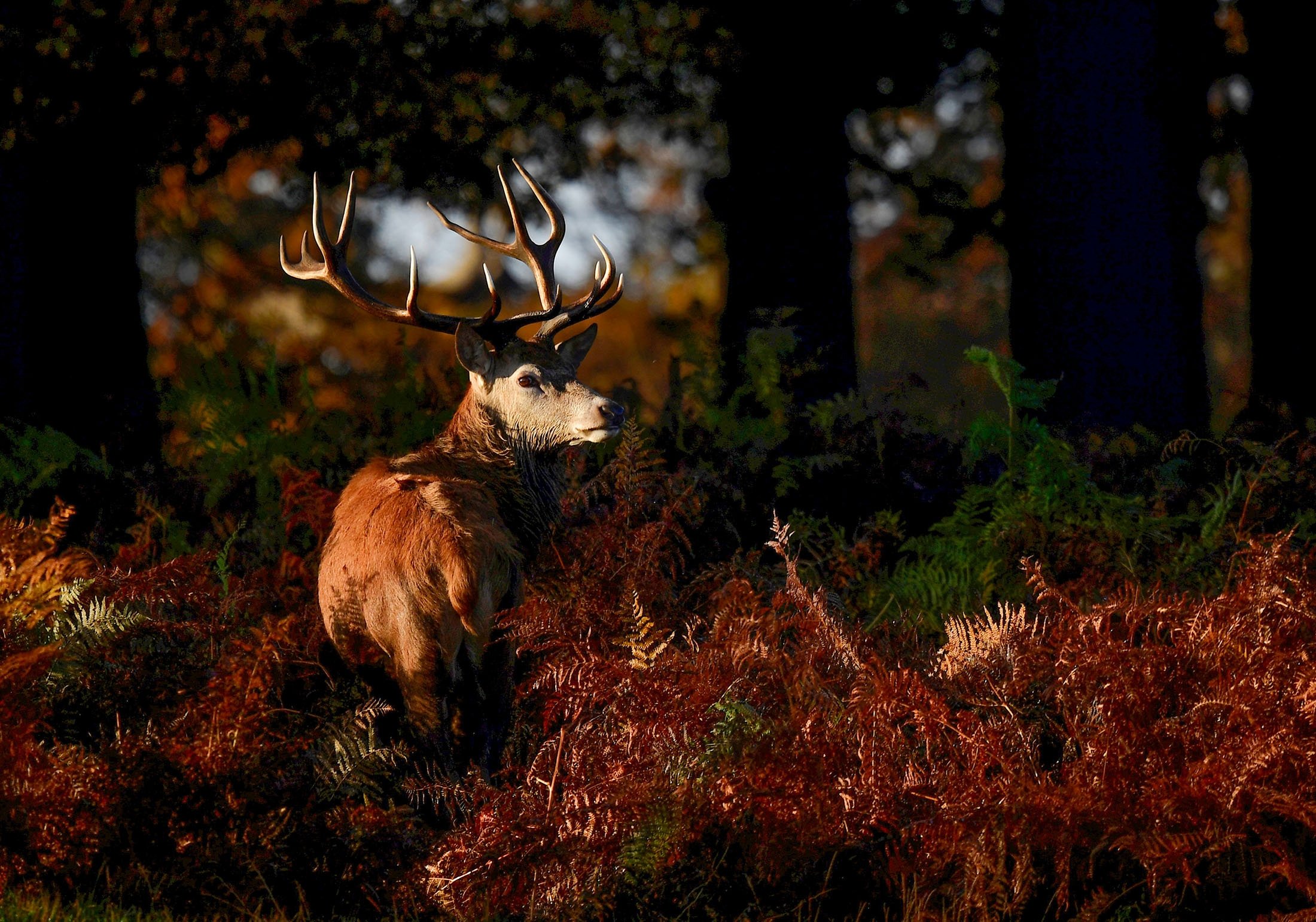 Fawning over fall: Meet the deer of London's Richmond Park