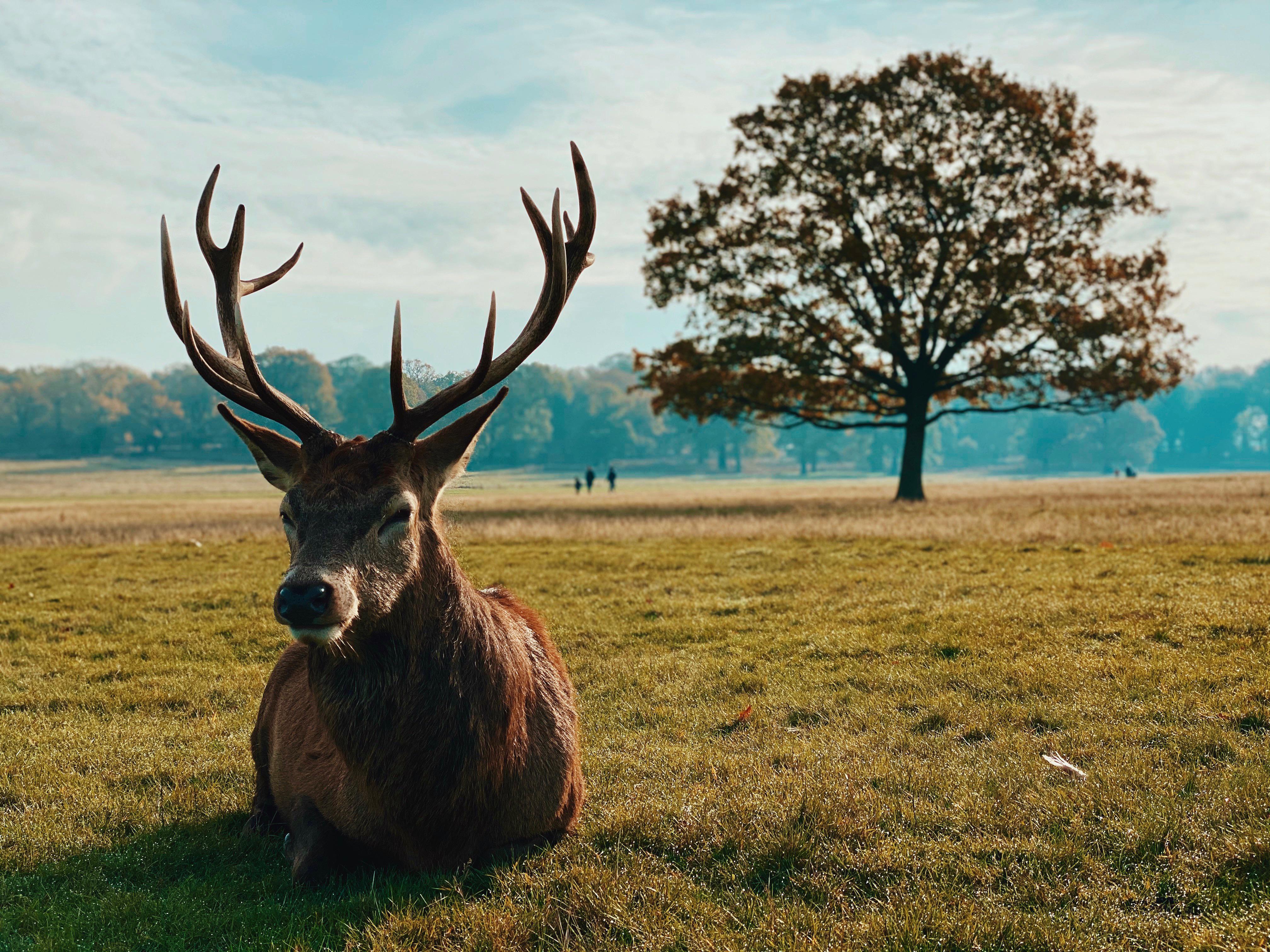 Taken during an outing to Richmond Park last winter