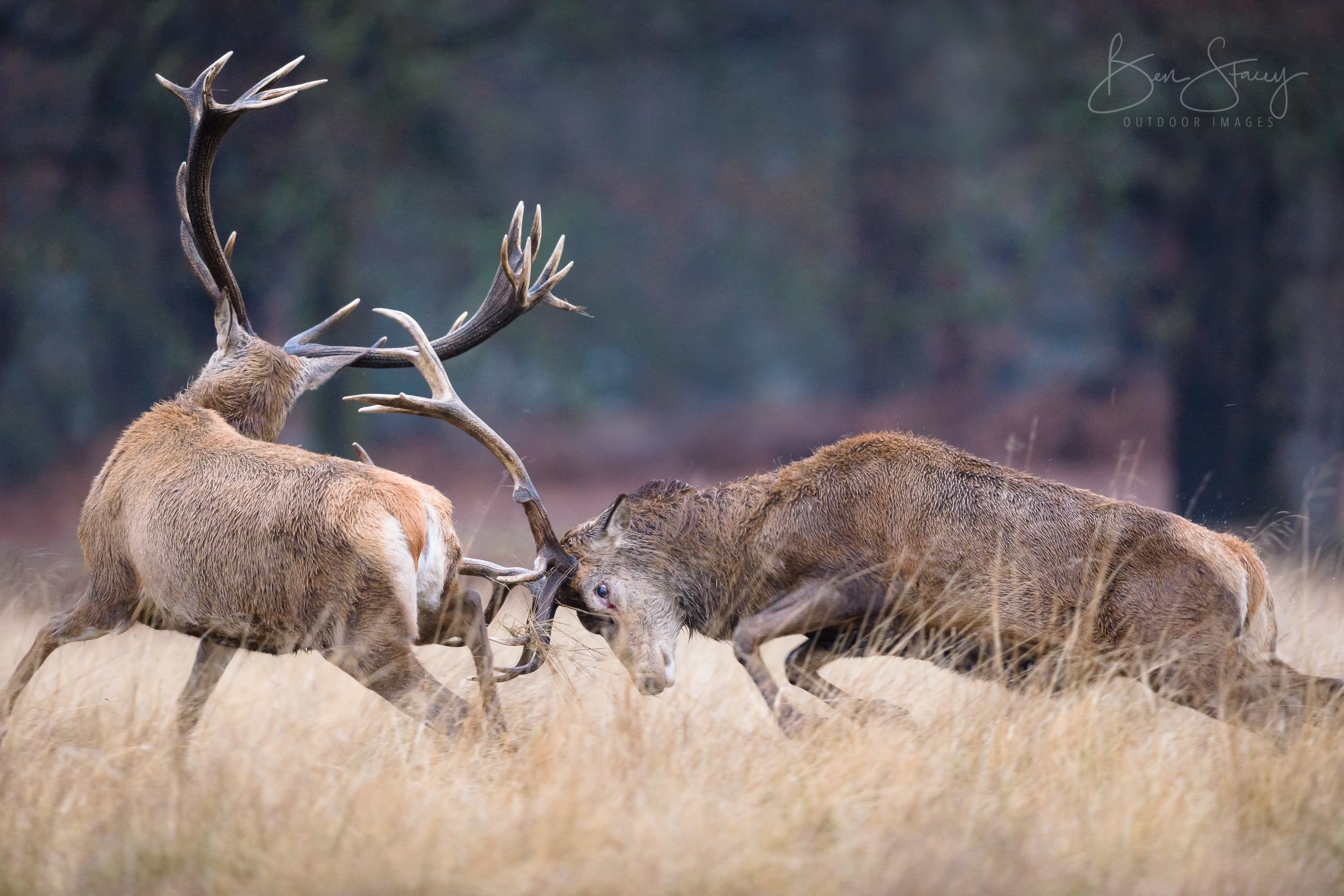 Deer Threesome