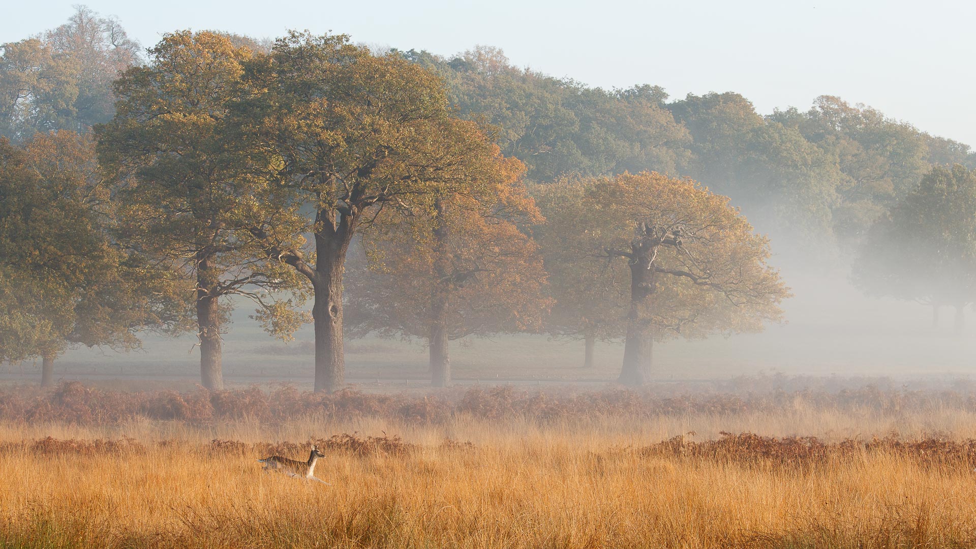 Richmond Park