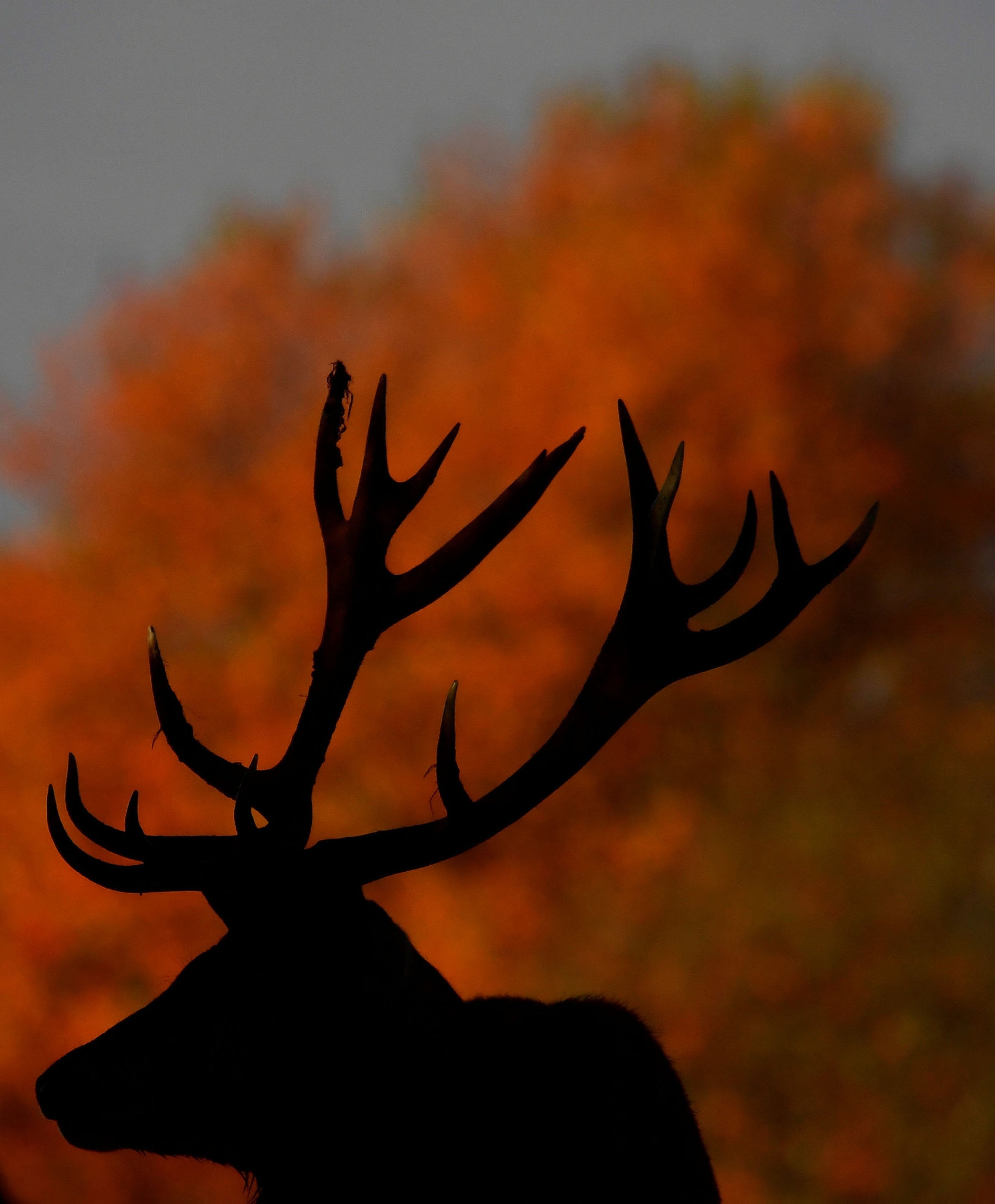 Fawning over fall: Meet the deer of London's Richmond Park
