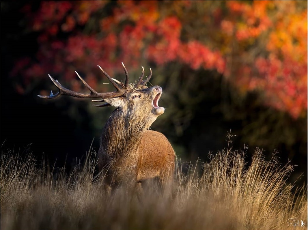 Leaf Peeping in London: 10 Places to See the Autumn Leaves Change Colour