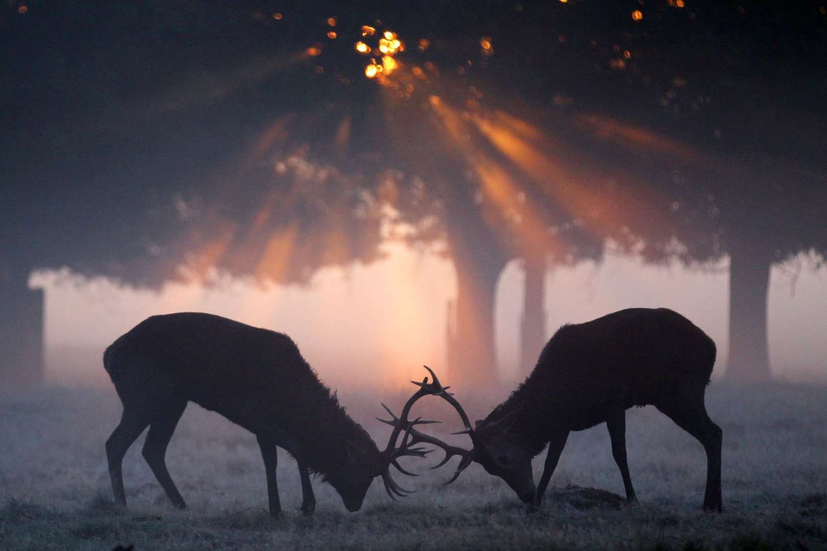 The Autumn Deer Rut In London's Richmond Park Kitwood Getty Image. Animals, Animals Wild, Animals Beautiful