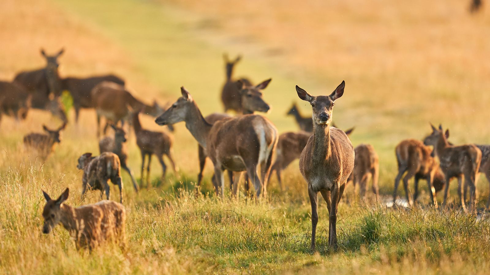 Tory MP Danny Kruger fined after his puppy caused deer stampede in London's Richmond Park
