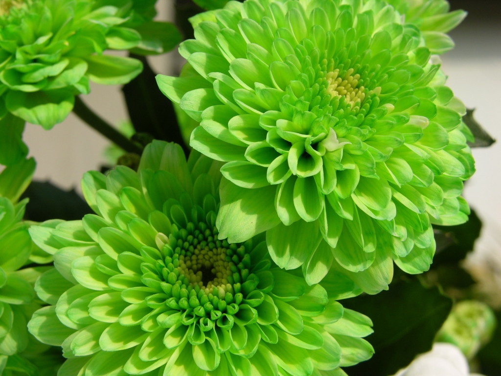 beautiful color green flowers