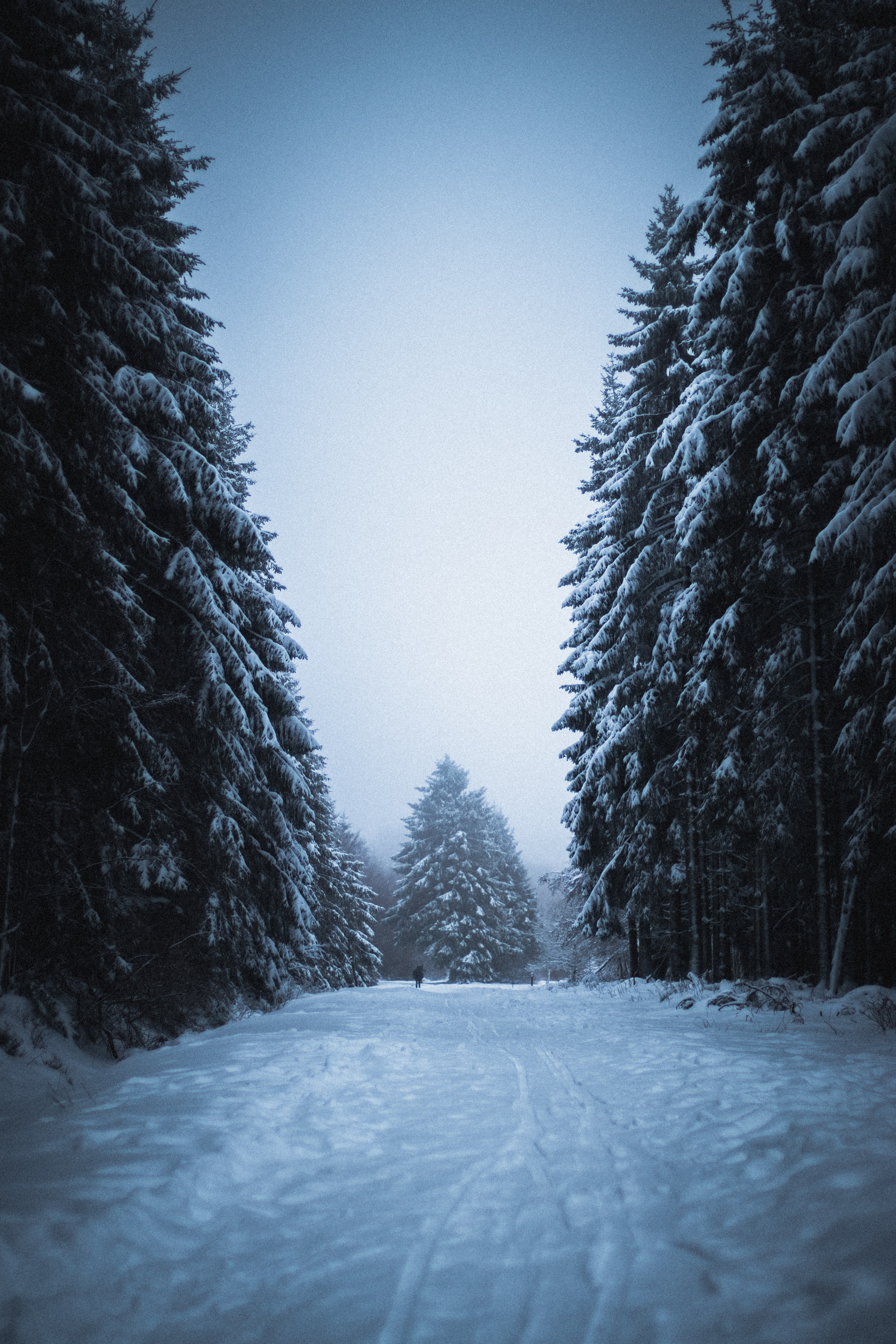 Snowy forest with evergreen trees in winter · Free