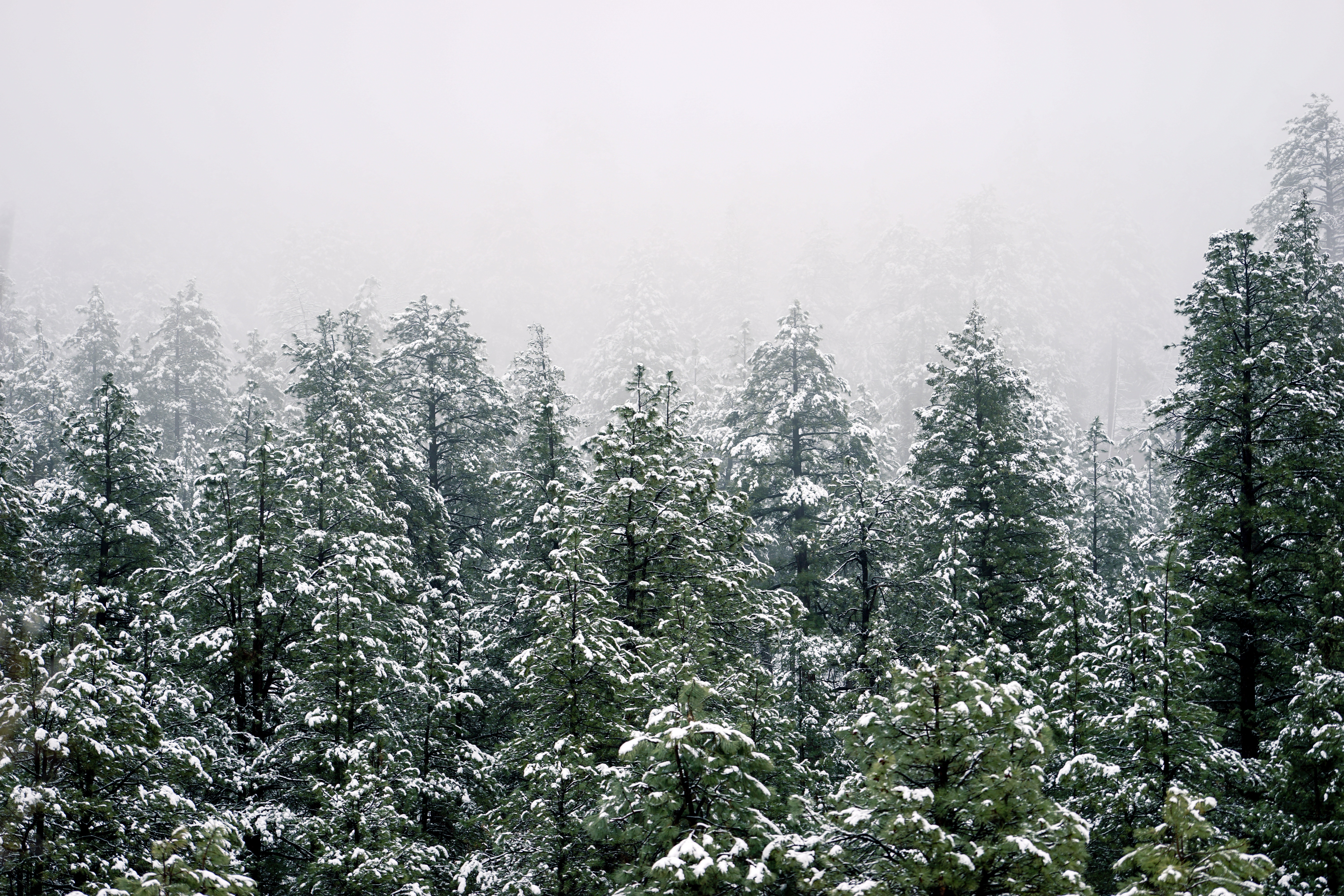 Fog Forest Nature Tree Winter Wallpaper:6000x4000