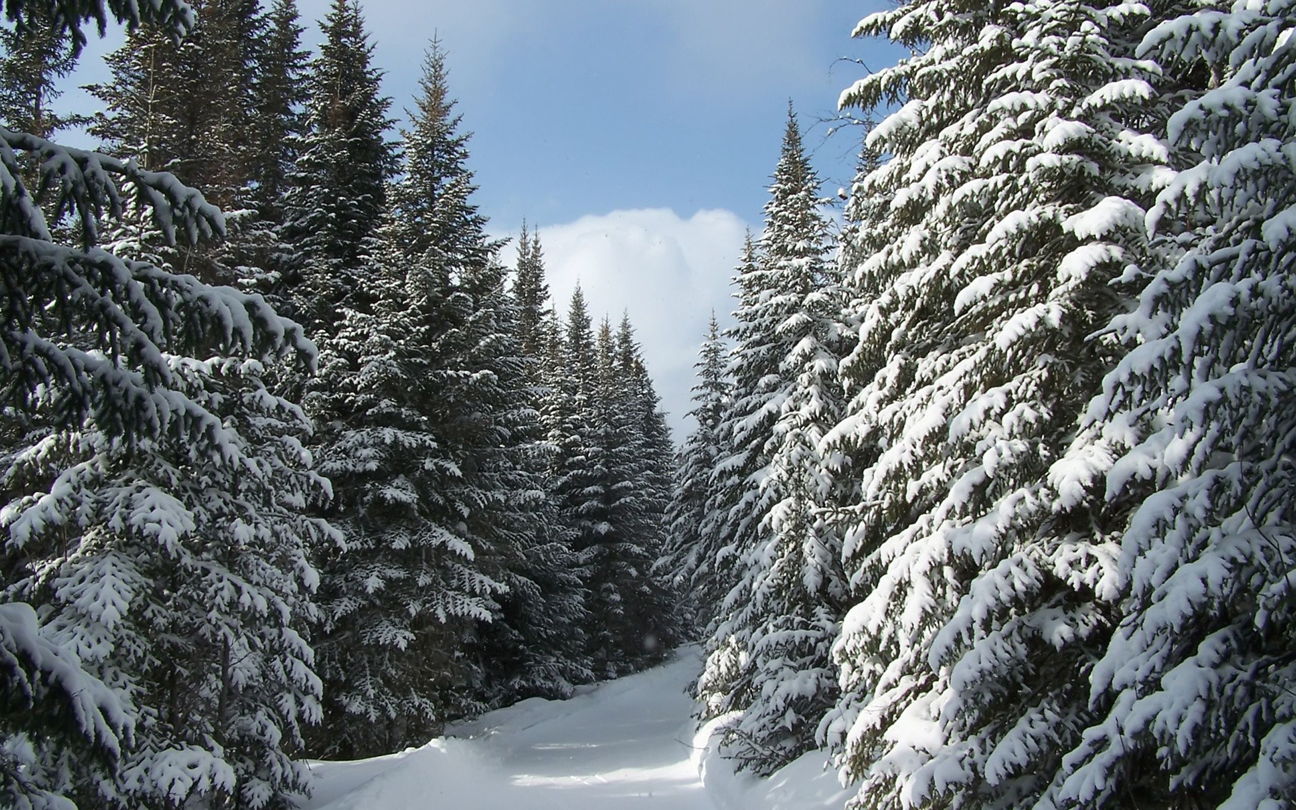 Snow scene. Winter nature, Tree wallpaper background, Winter image