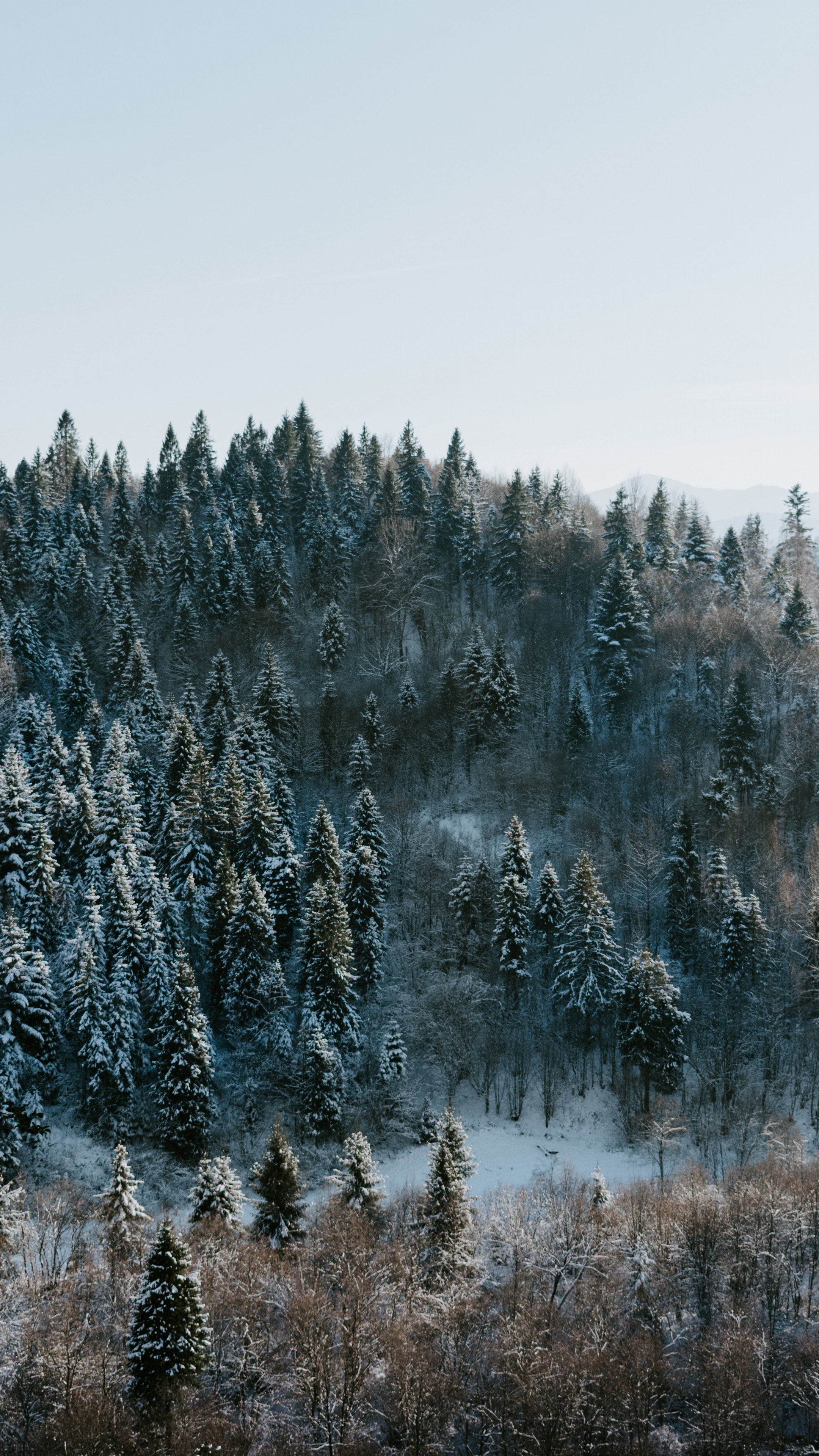 Download Pine trees, winter, nature, forest wallpaper, 2160x 4К, Sony Xperia Z5 Premium Dual