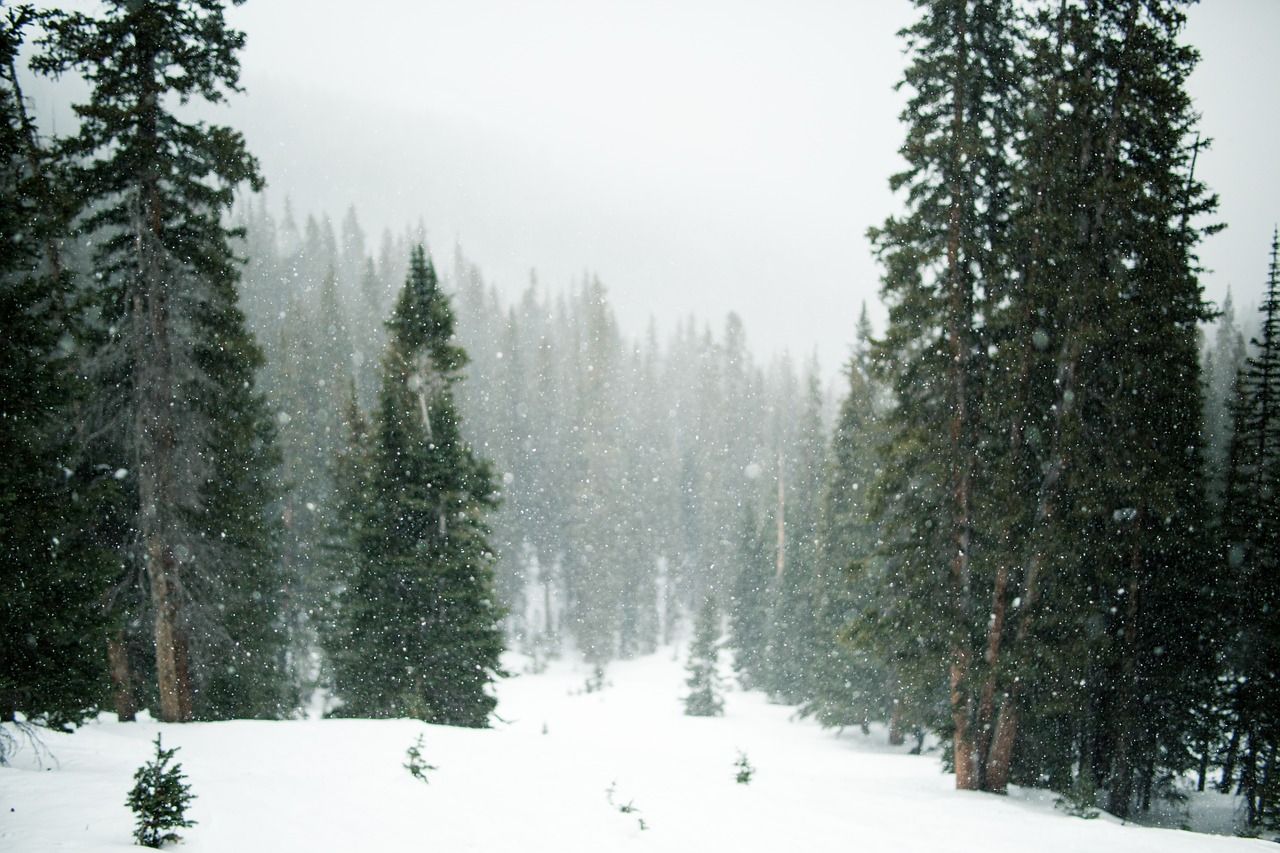 Free Image Snowing Trees Evergreen. Cool background Winter forest Forest photo