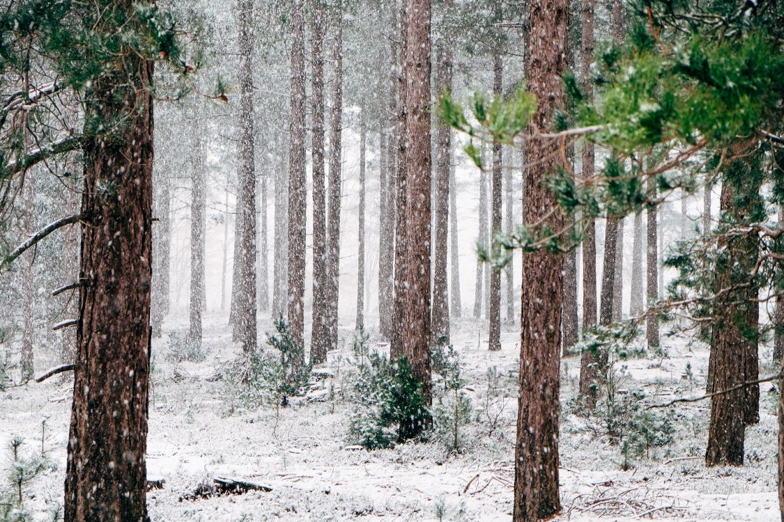 Wallpaper Pine Trees Winter, Winter, Pine, Tree, Snow, Background Free Image