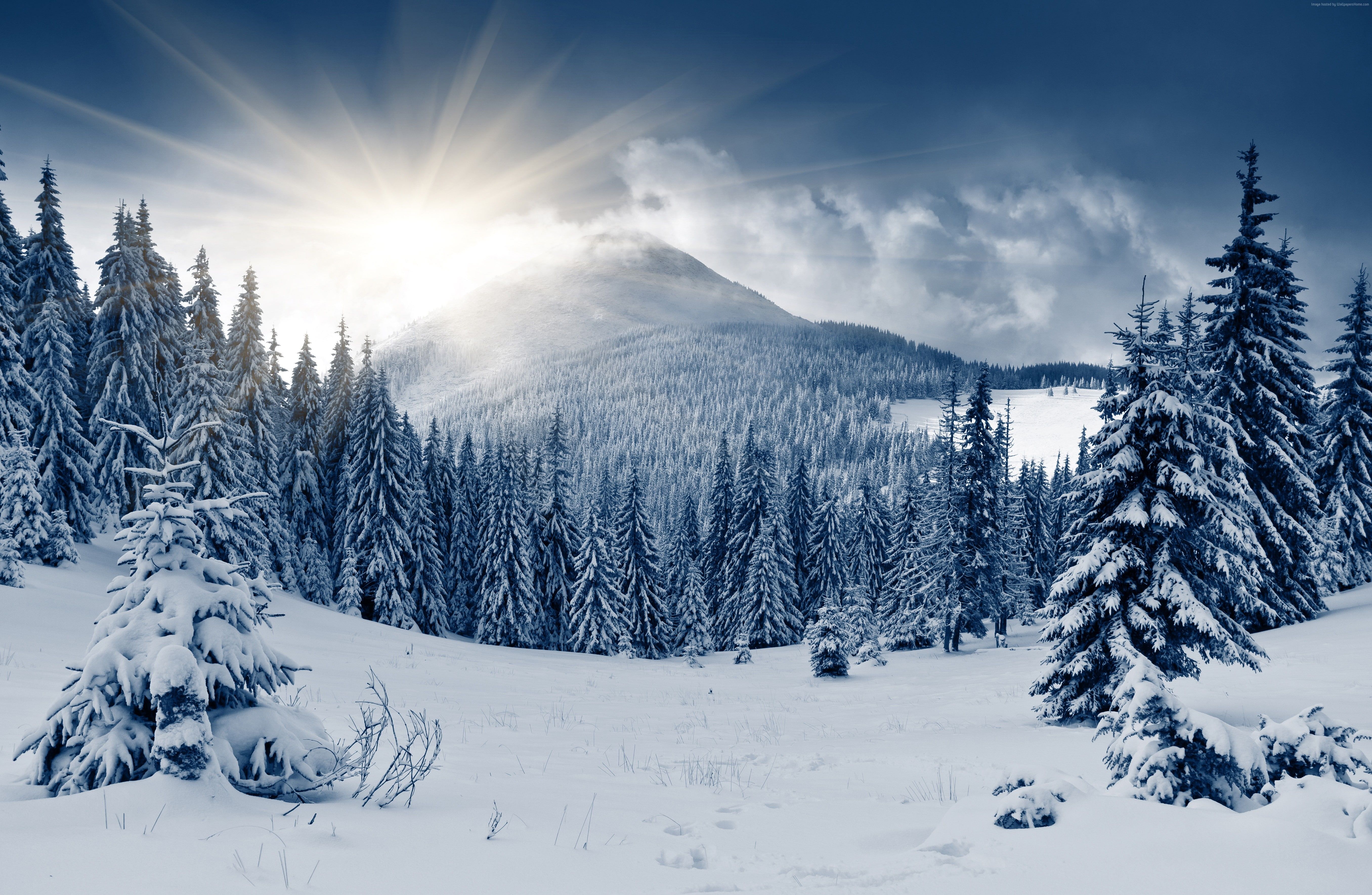 5k K #sun #snow #mountain Winter Forest #fir Trees K #wallpaper #hdwallpaper #desktop. Mountain Mural, Winter Landscape, Snow Mountain