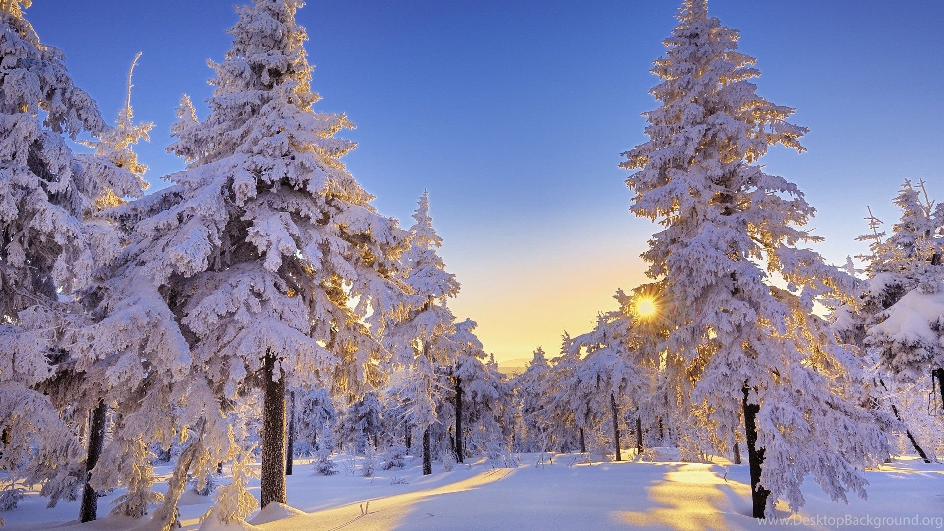 HD Pine Forest Winter Wonderland Wallpaper 1920×1080 Full Size. Desktop Background