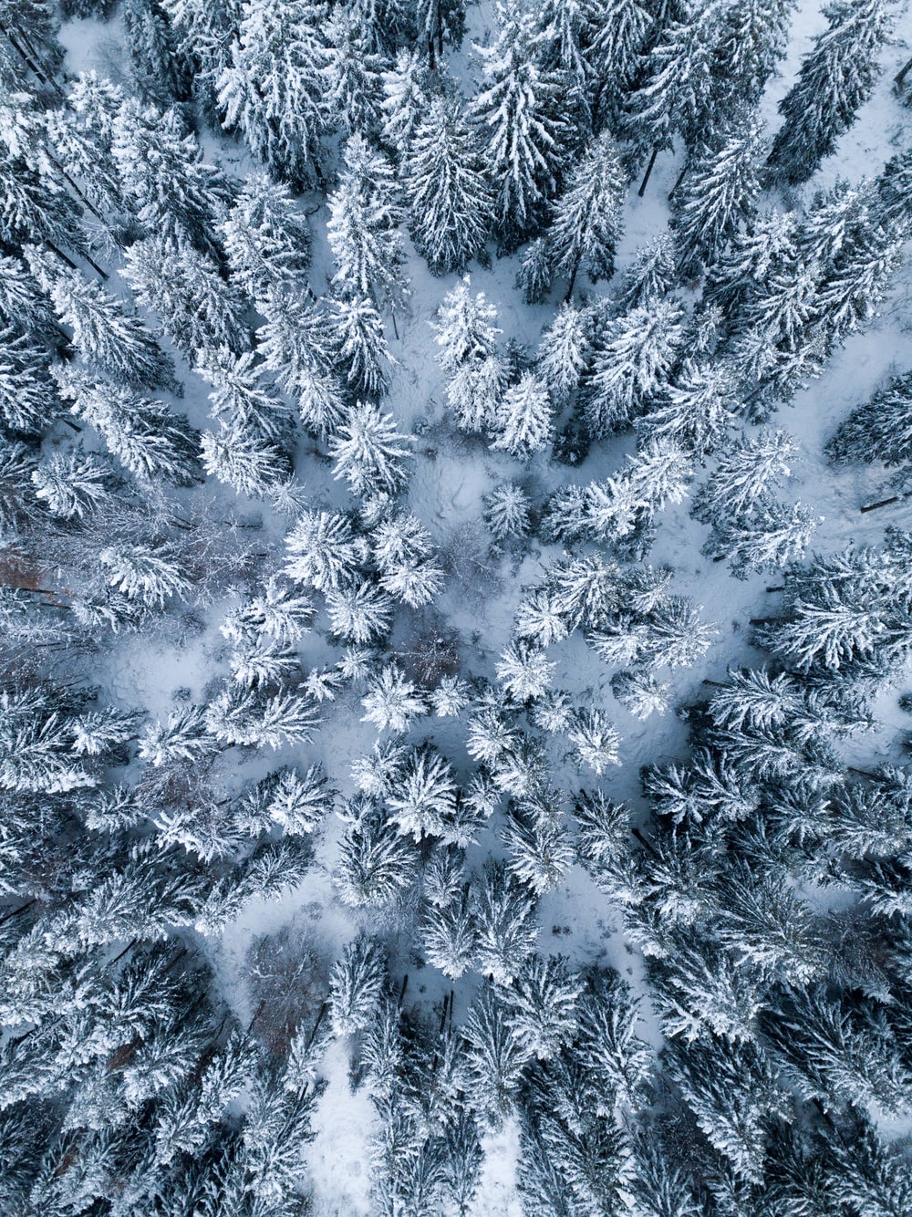 Forest Winter Picture. Download Free Image