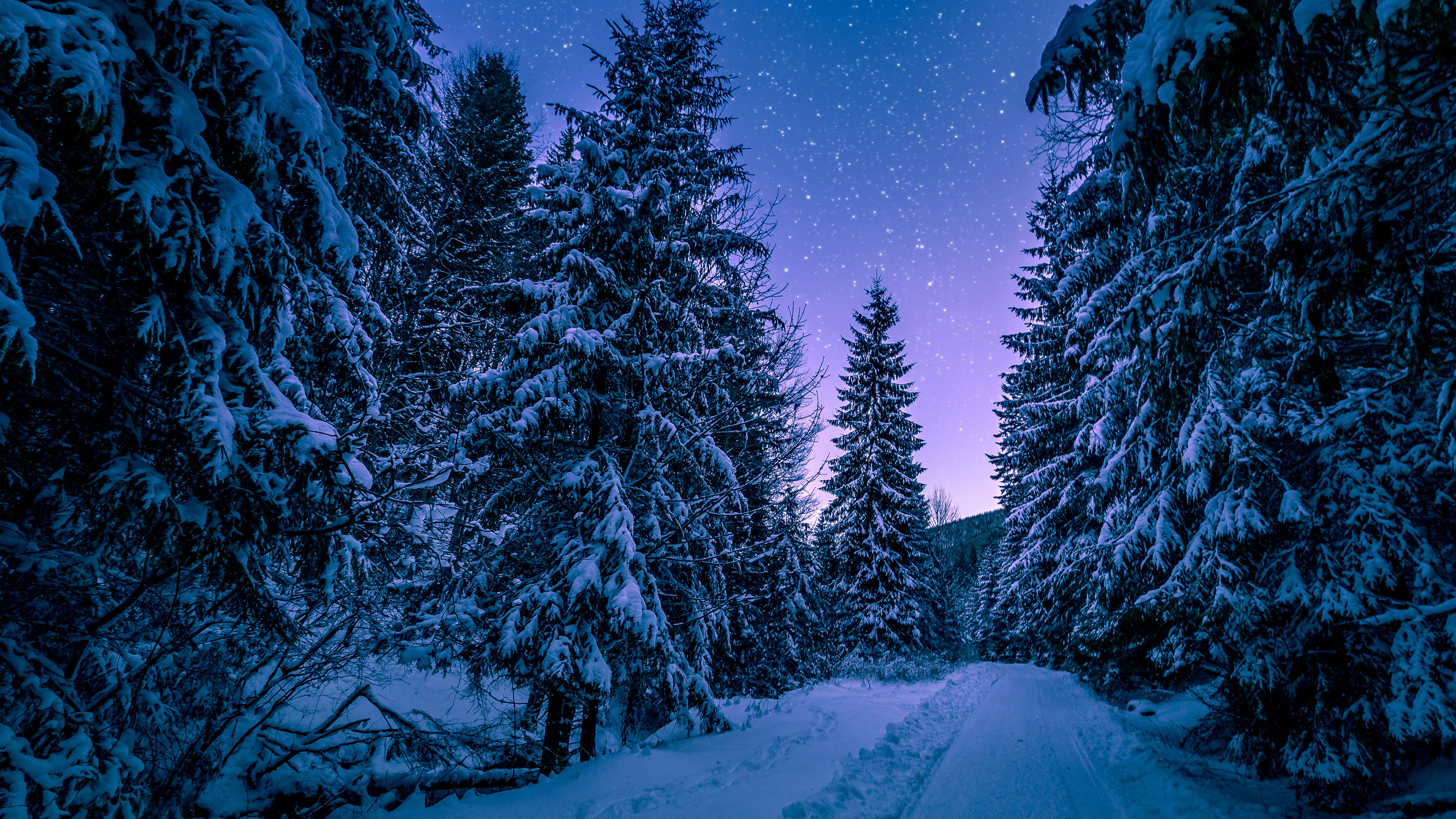 Snowy Trees, Winter, Forest, Frozen, Snow covered, Night Sky, Pine trees, Seasons, 4k Free deskk wallpaper, Ultra HD