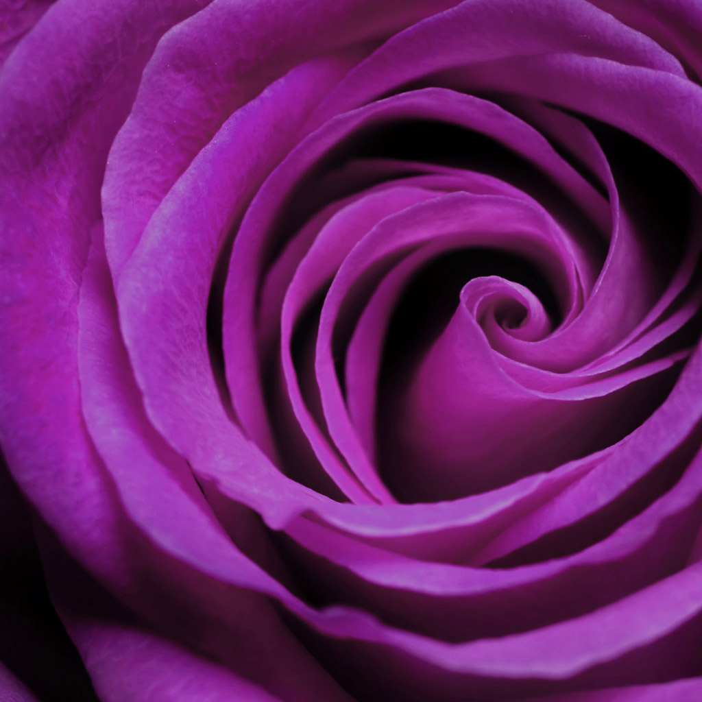 Free download Purple Rose bloom iPad Wallpaper iPad Background HD Wallpaper [1024x1024] for your Desktop, Mobile & Tablet. Explore Purple Roses Background. Free Wallpaper of Purple Roses, Beautiful Purple