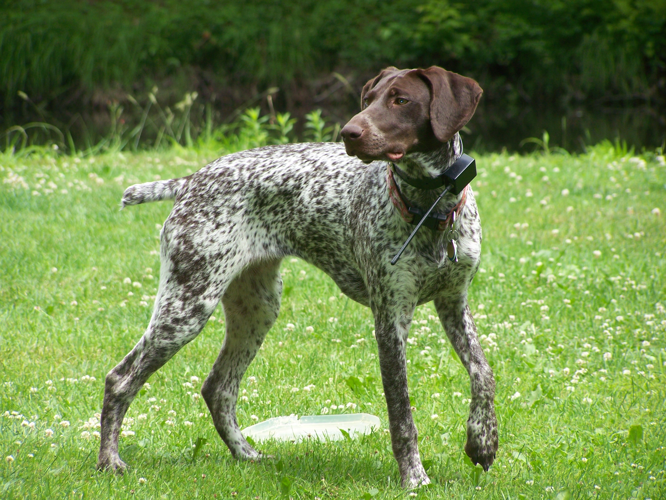 German Shorthaired Pointer dog on the lawn photo and wallpaper. Beautiful German Shorthaired Pointer dog on the lawn picture