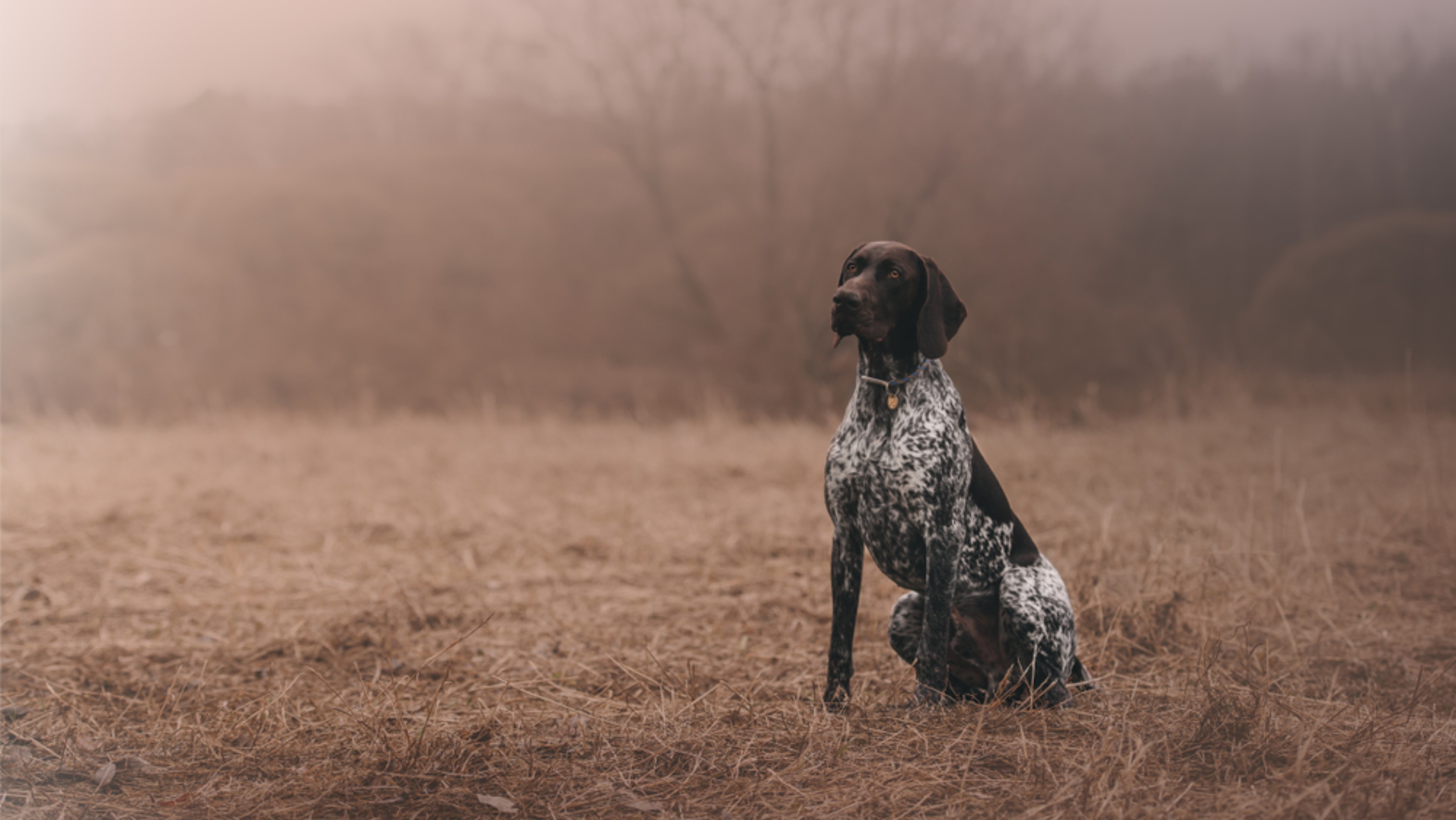 The Noble German Shorthaired Pointer
