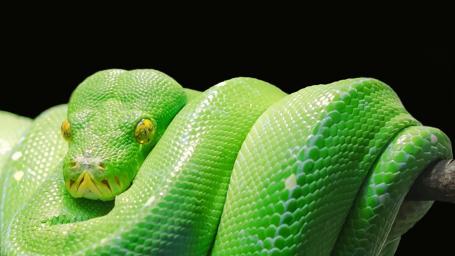 green tree python wallpaper for pc in HD. Snake facts, Snake facts for kids, Green trees