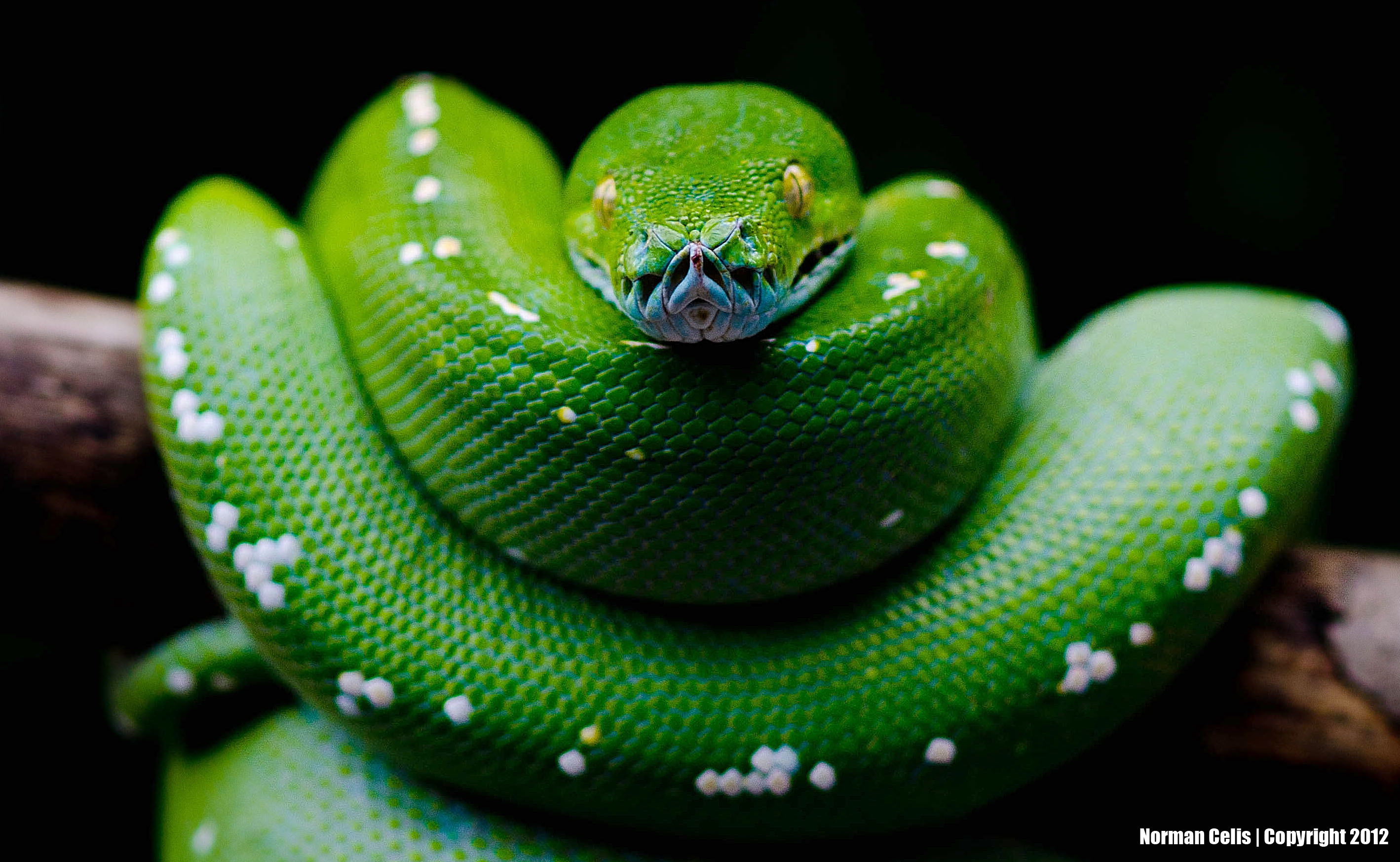 Green Python Wallpaper Free Green Python Background