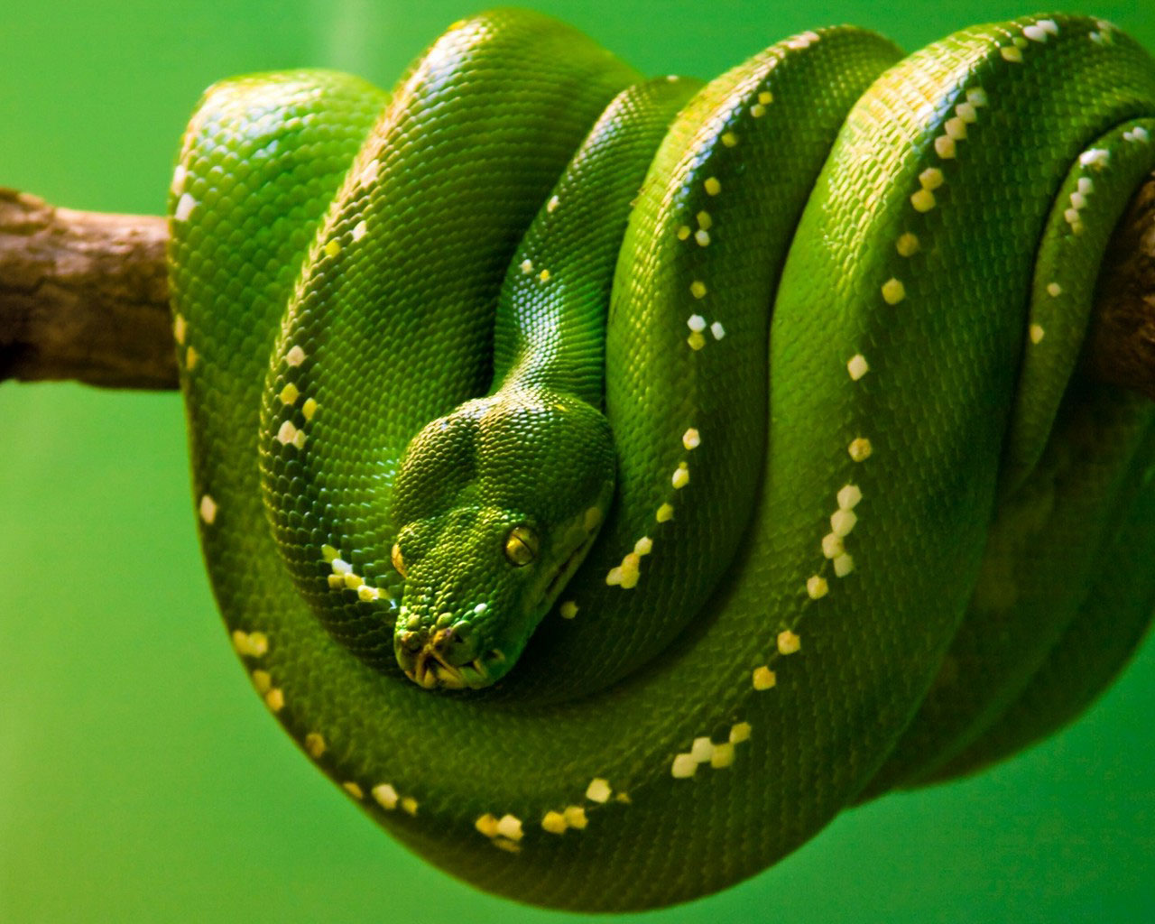 QQ Wallpaper: Green Tree Python