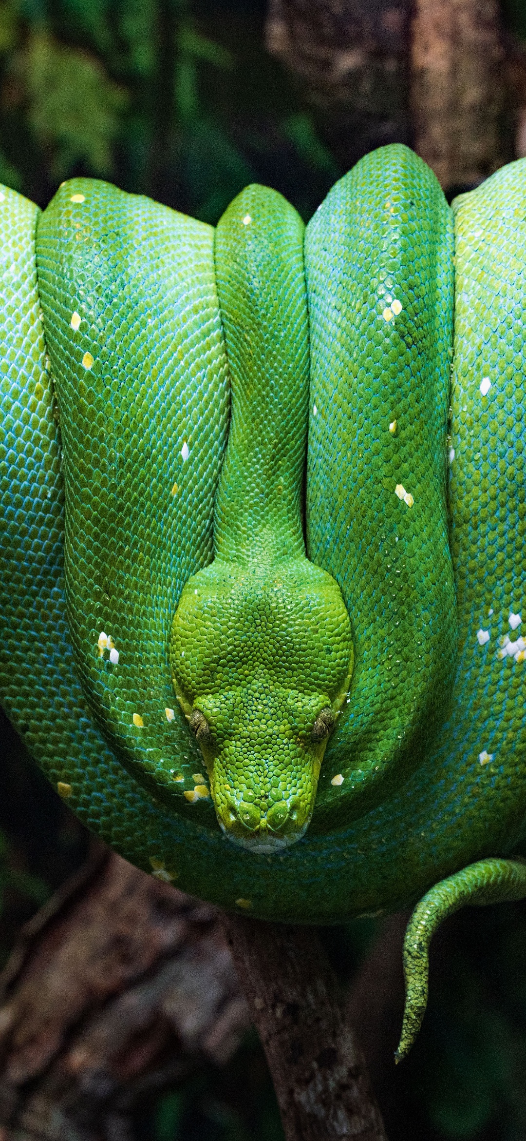 Wallpaper Reptiles, Green Tree Python, Brown Tree Snake, Pythons, Head, Background Free Image