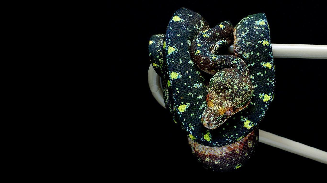 Green tree python going through its color change [1366x768][not a photohop]