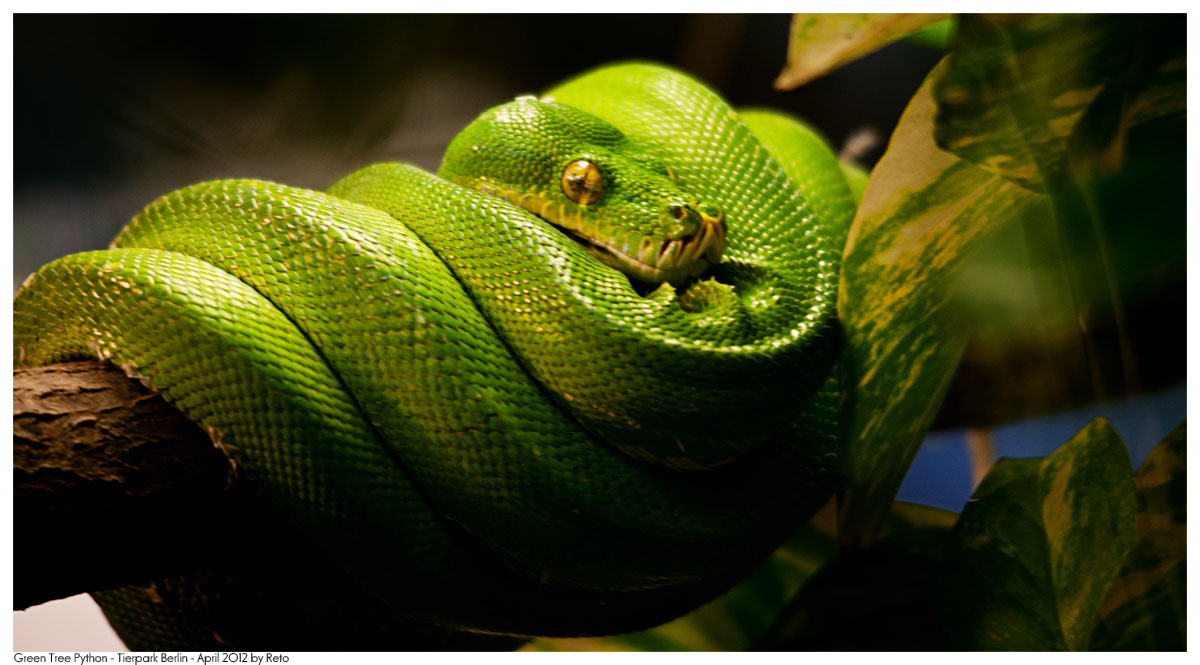 Free download Green Tree Python Wallpaper Green tree python by reto [1200x665] for your Desktop, Mobile & Tablet. Explore Green Tree Python Wallpaper. Green Tree Python Wallpaper, Python Wallpaper