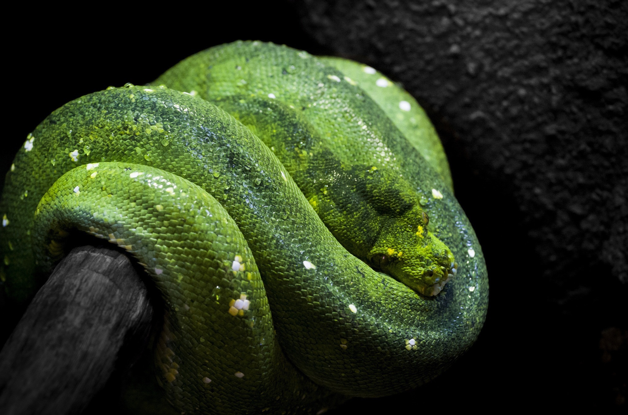 green, Tree, Python, Snake Wallpaper HD / Desktop and Mobile Background
