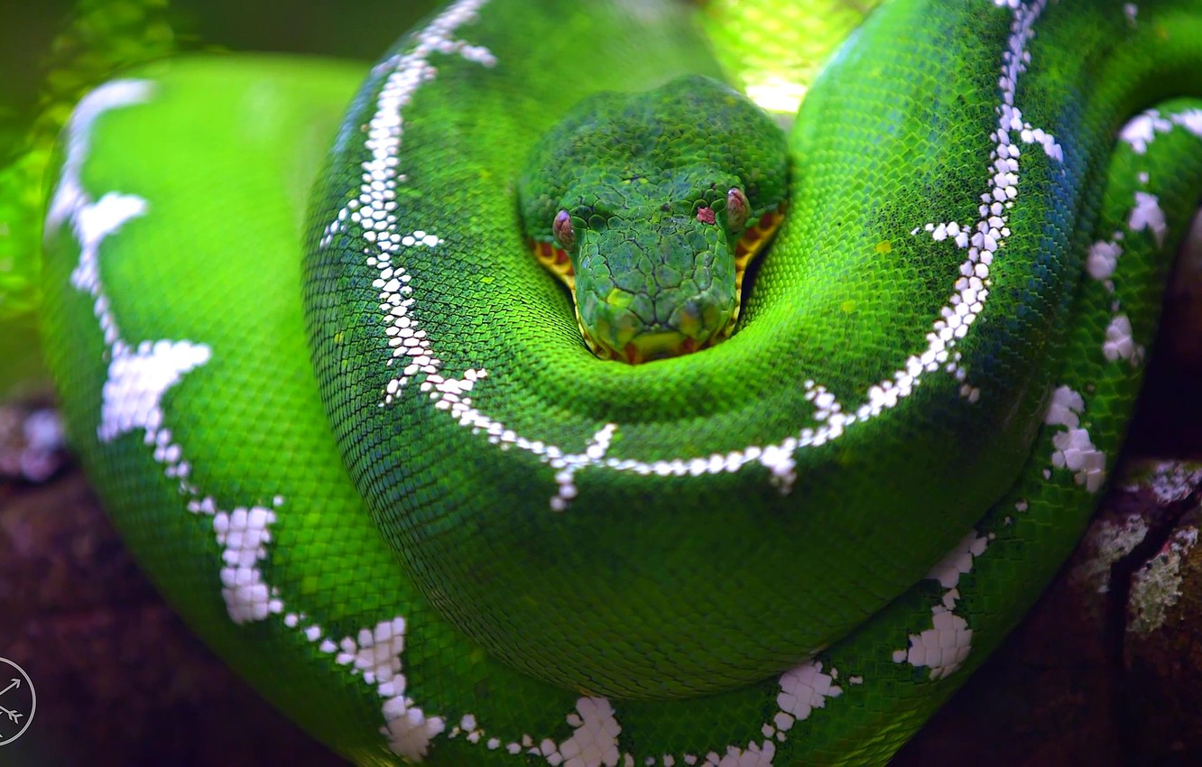 Wallpaper macro, green, tree, snake, branch, scales, Python, blur, u137 image for desktop, section животные