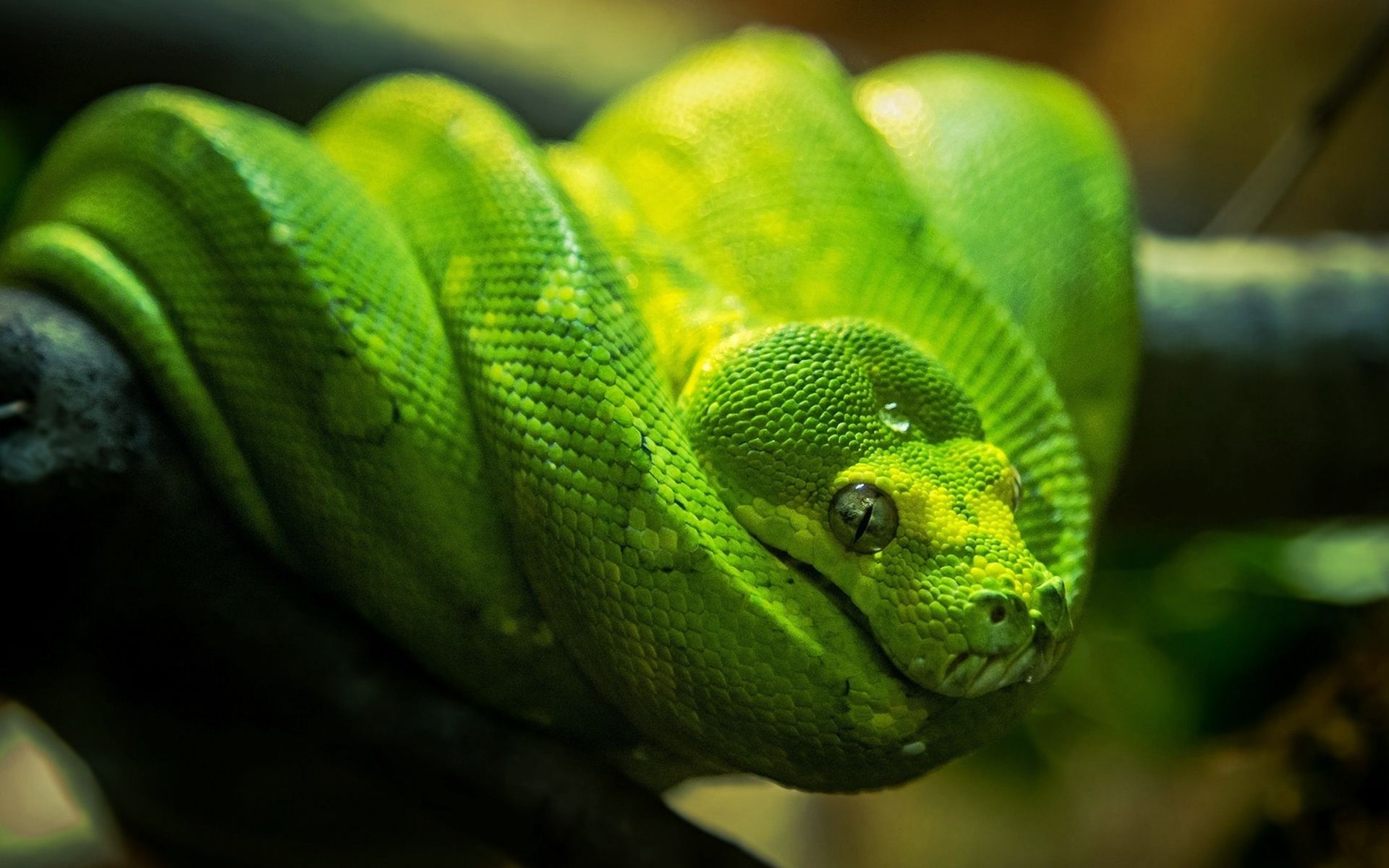 Free download green tree snake picture dowload green tree snake picture dowload [1920x1200] for your Desktop, Mobile & Tablet. Explore Green Tree Python Wallpaper. Green Tree Python Wallpaper, Python