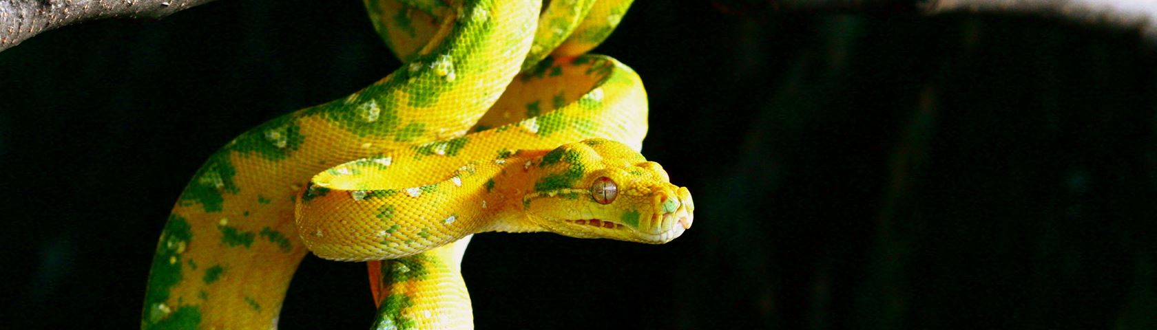 Green Tree Python • Image • WallpaperFusion by Binary Fortress Software