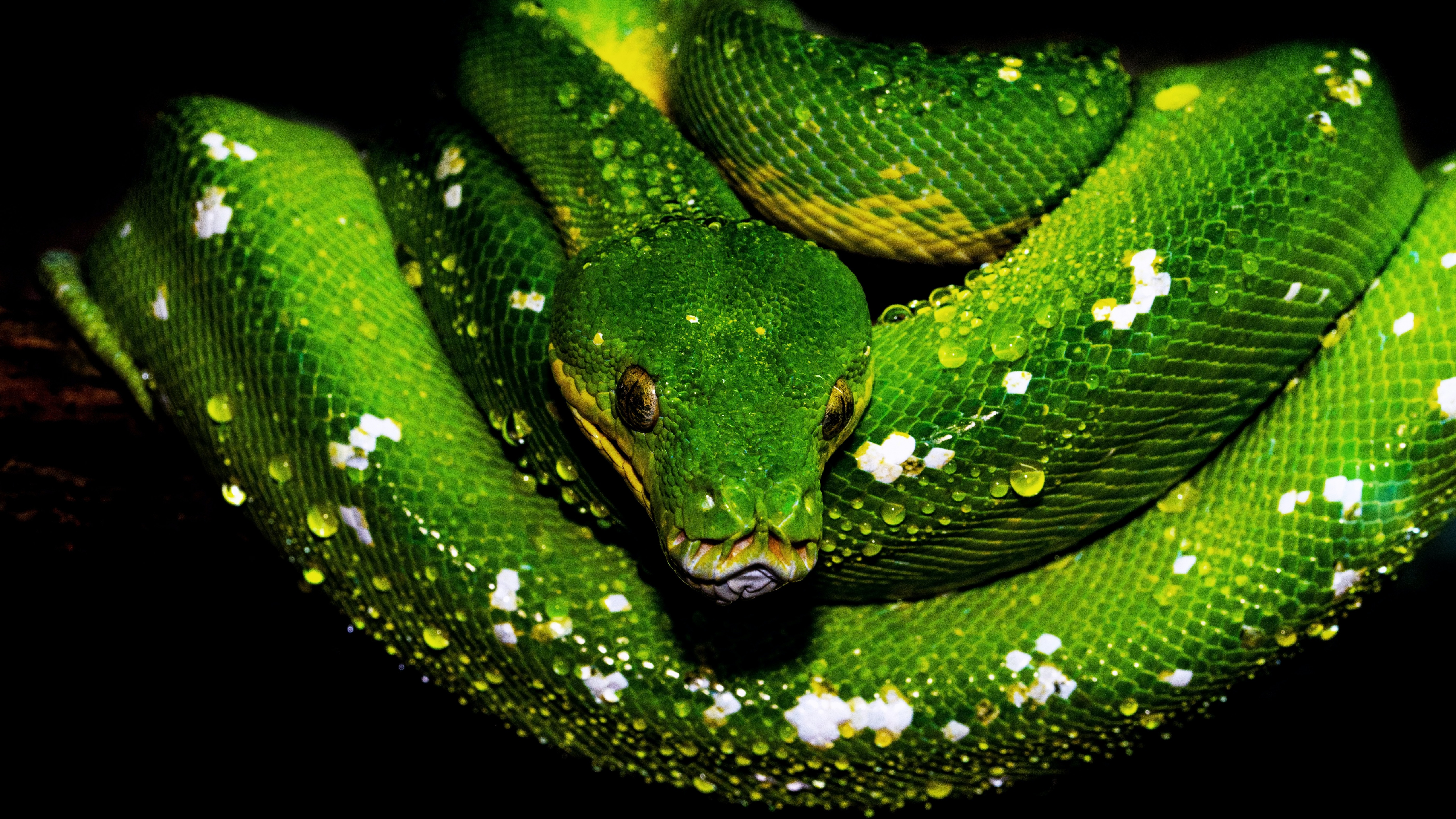 Tree Python Wallpaper 4K, Green snake, Green Python, Water drops, Animals