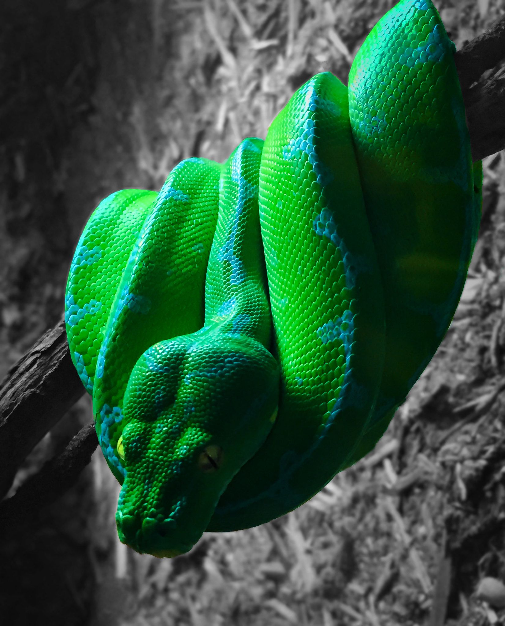 Green Tree Python. Snake wallpaper, Green trees, Cute reptiles