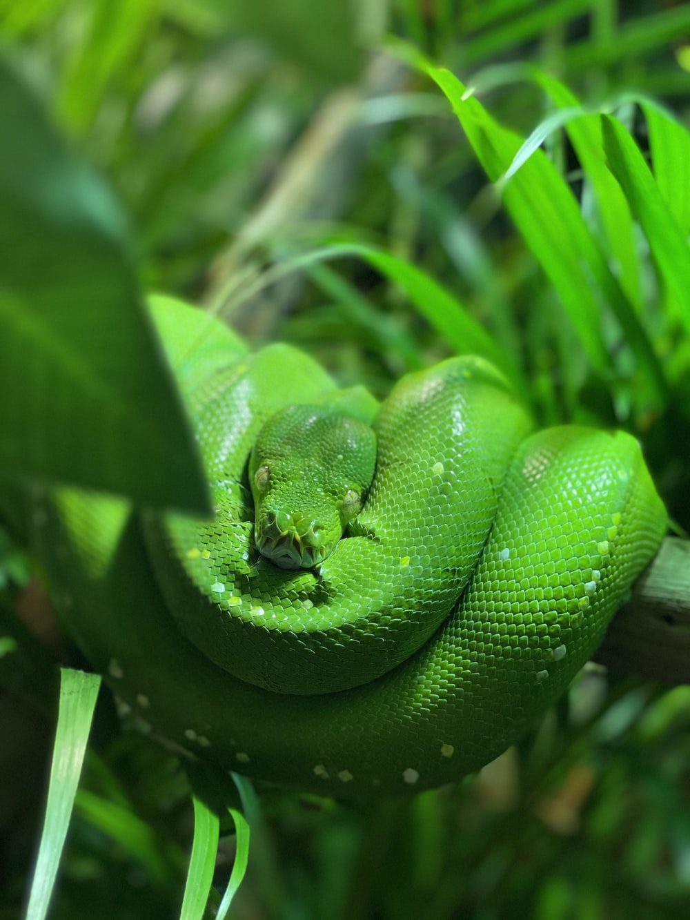 green snake on tree branch photo