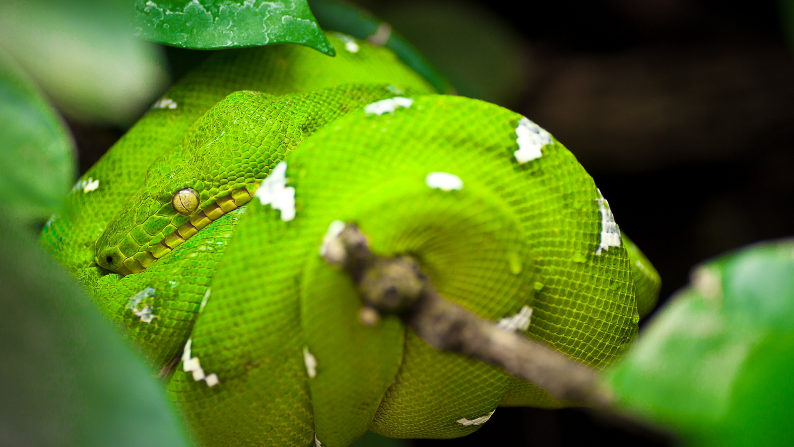 Green Tree Python Snake 1600 x 900 HDTV Wallpaper