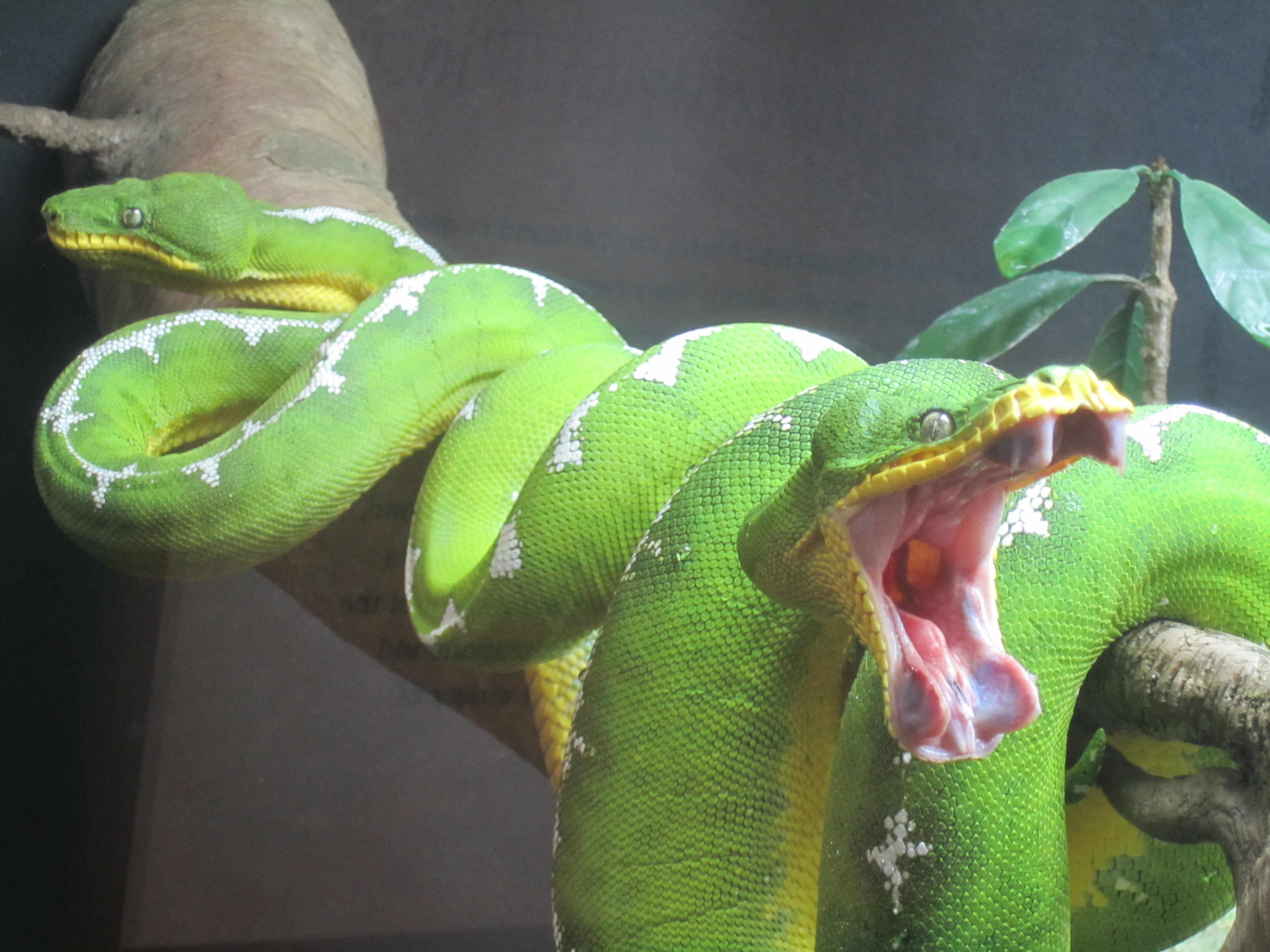 Green Tree Python Facts and Picture